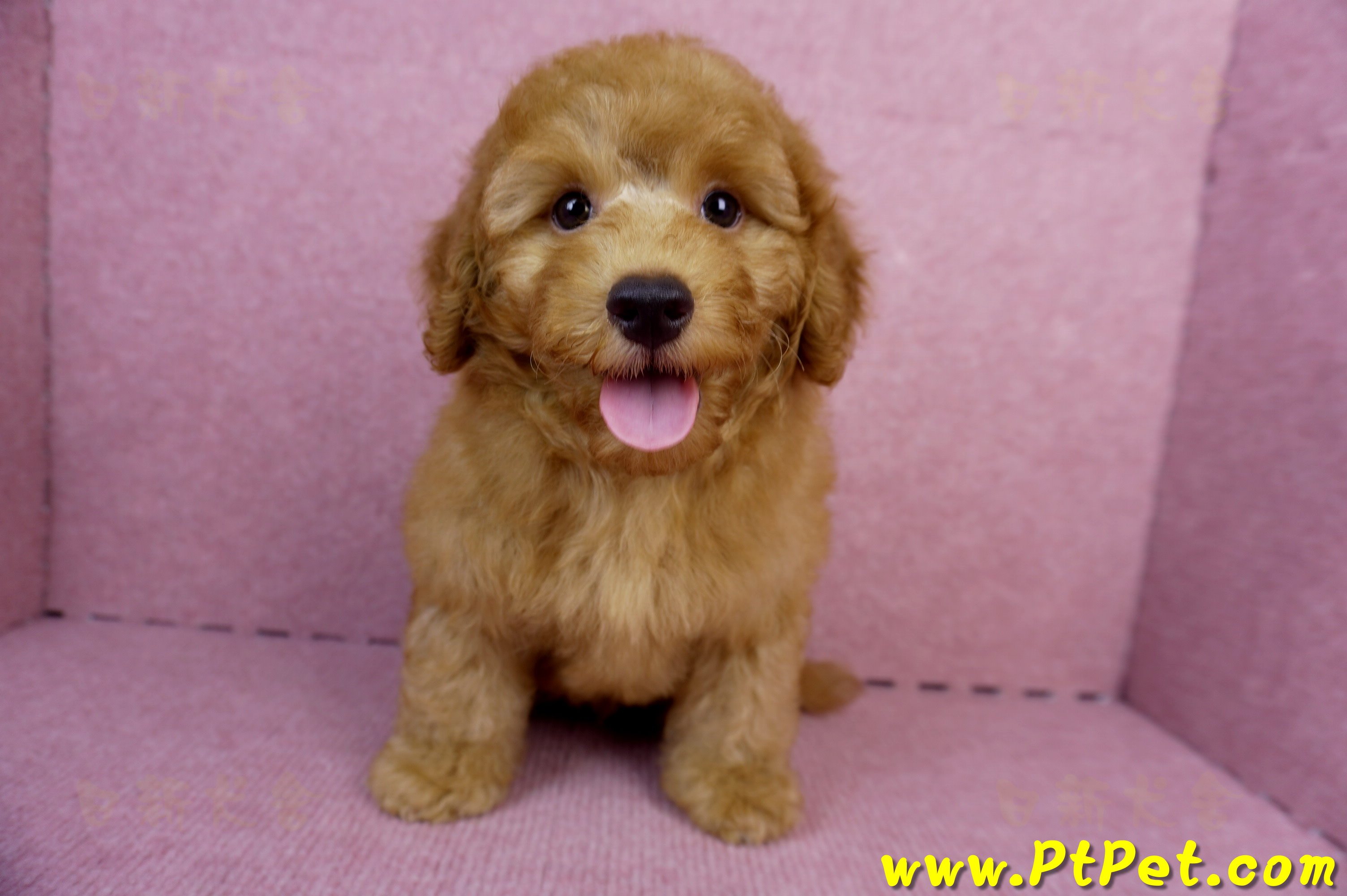 05/22迷你型紅貴賓公幼犬(新竹湖口)