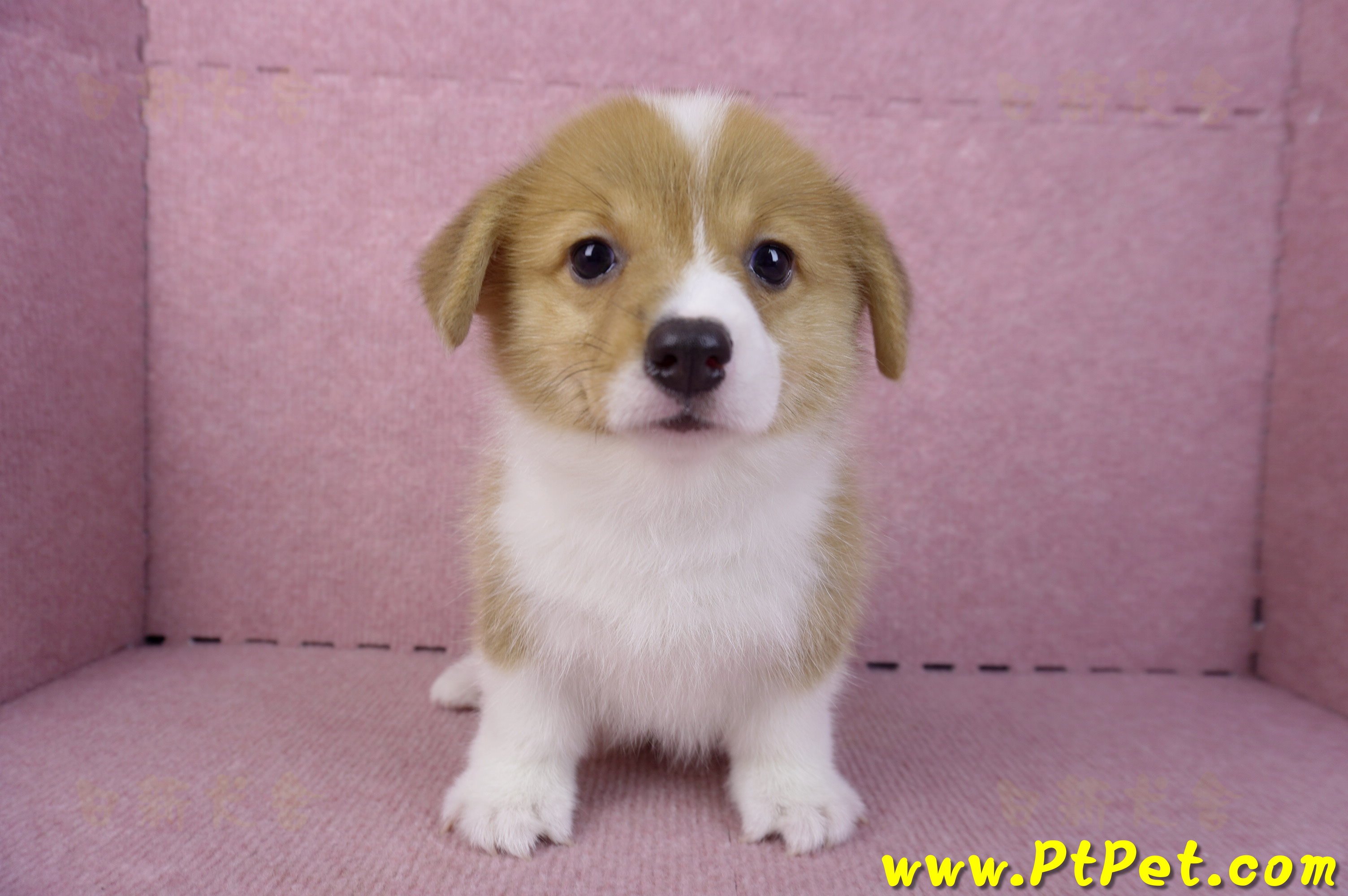 10/10雙色柯基犬母幼犬2號(花蓮吉安)