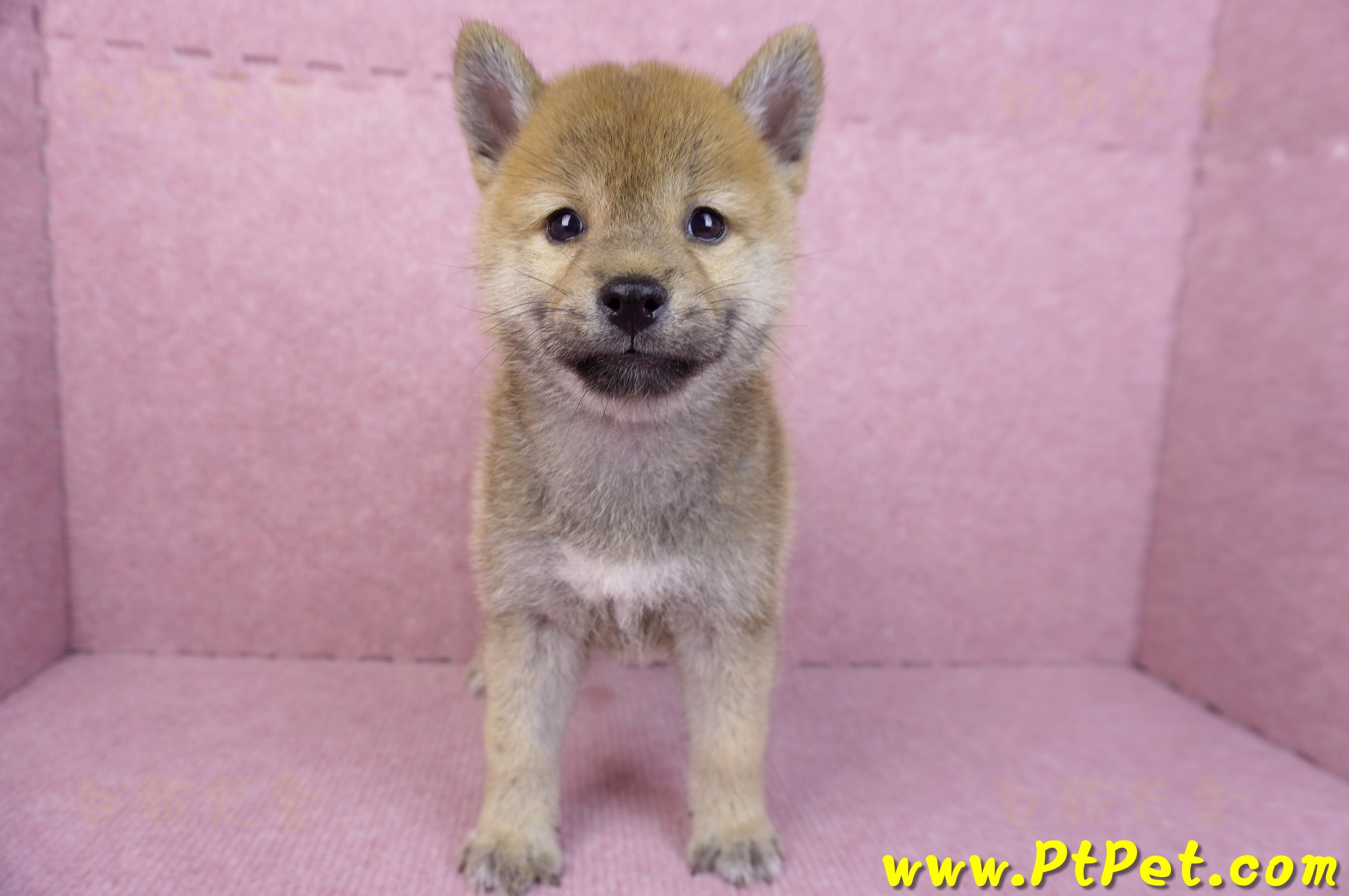 07/11赤色柴犬母幼犬(台南東區)