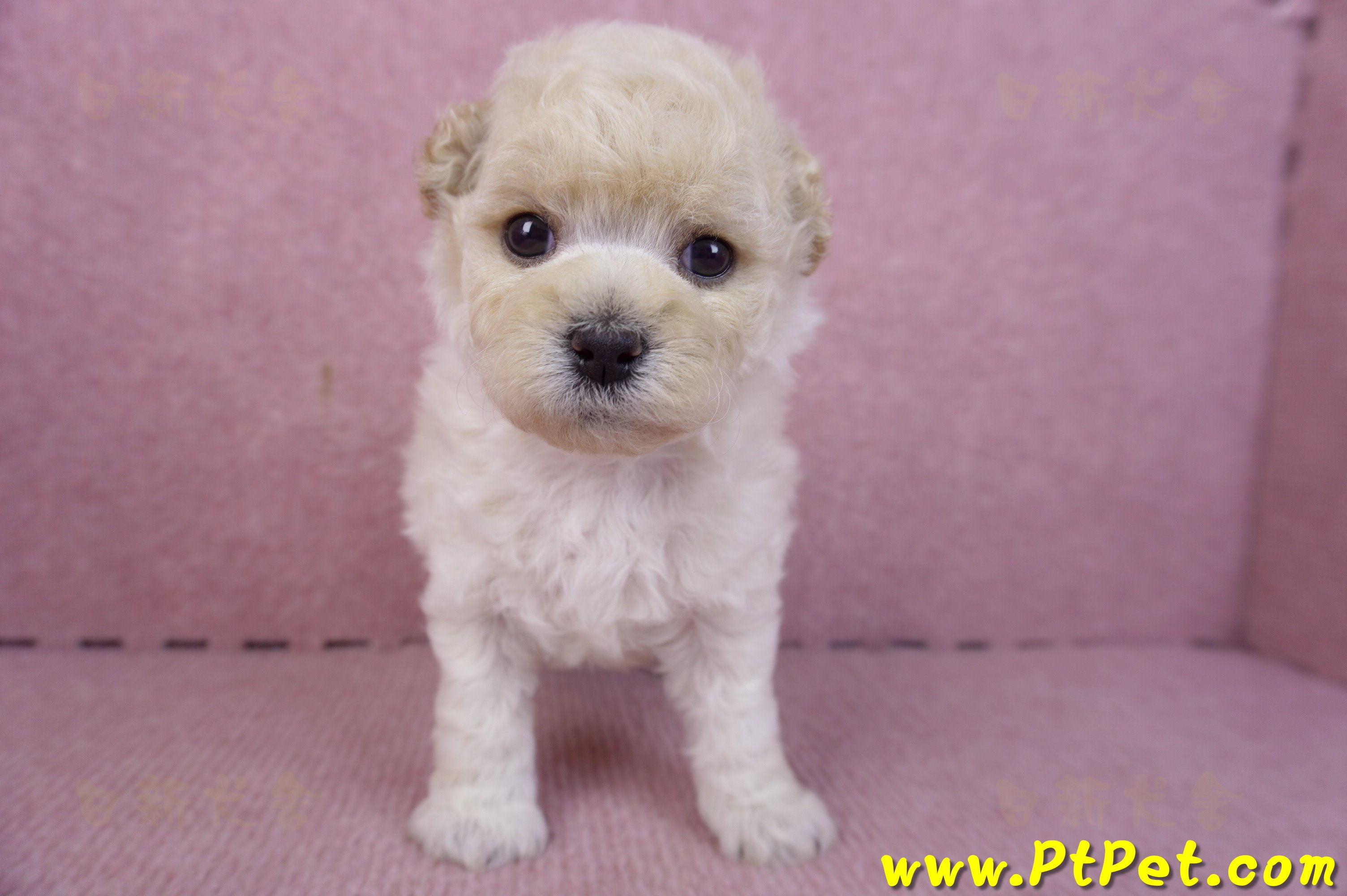 01/01泰迪比熊母幼犬