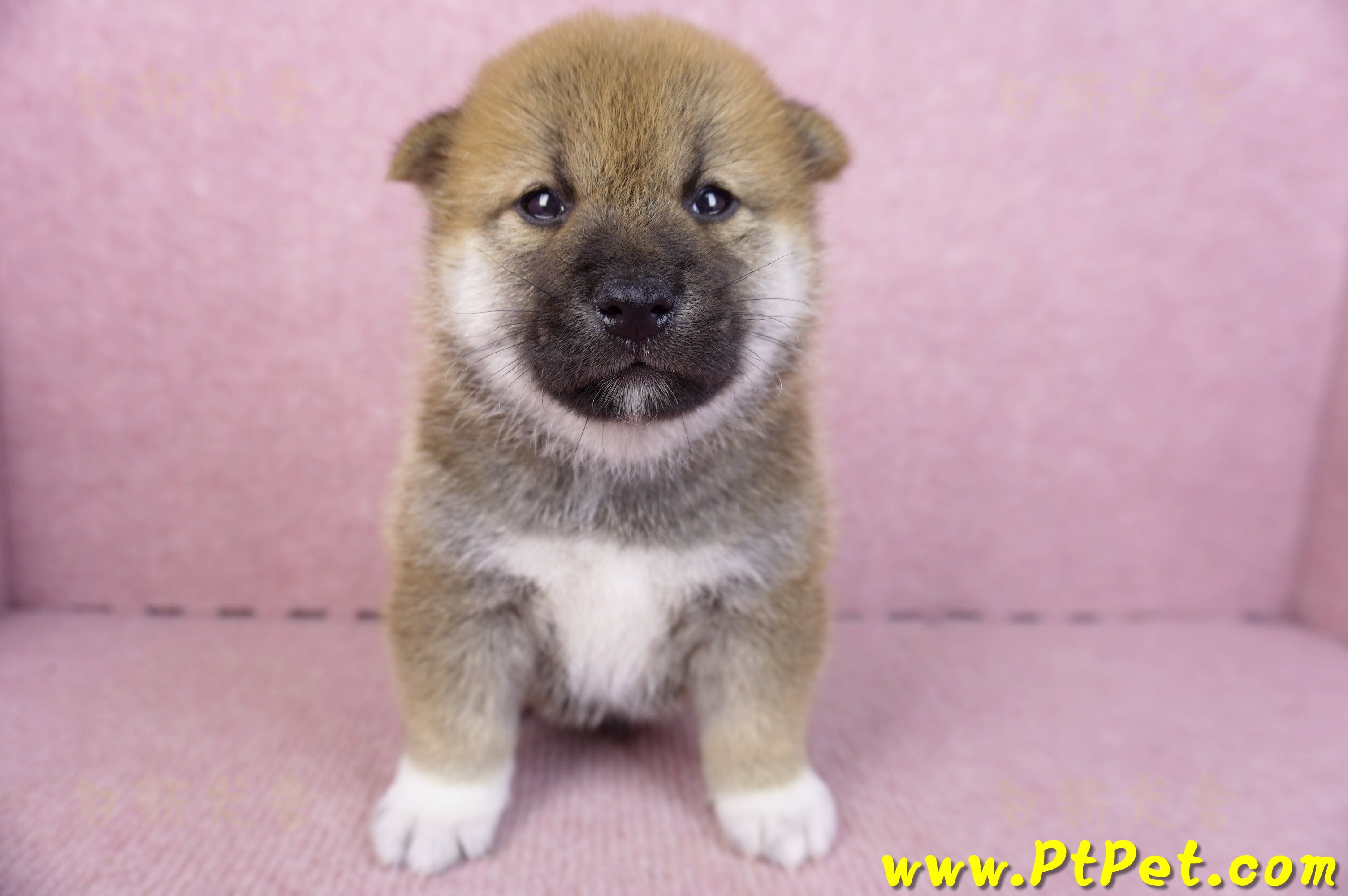 02/05赤色柴犬公幼犬2號