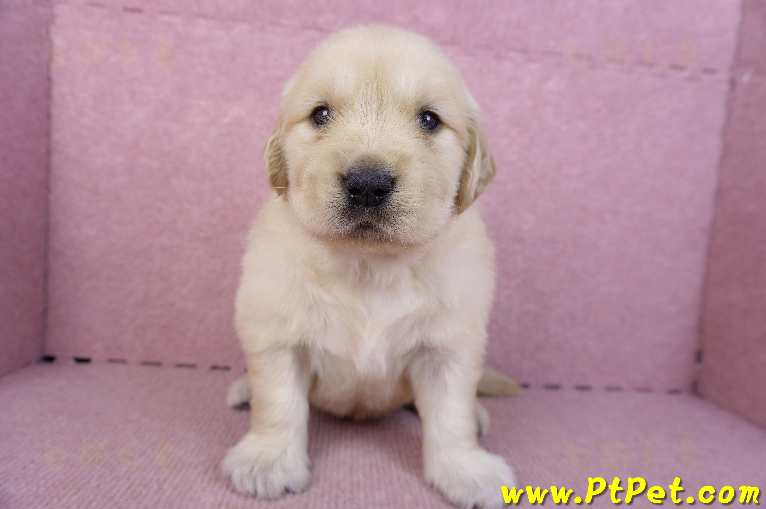 11/14黃金獵犬公幼犬1號(桃園楊梅)