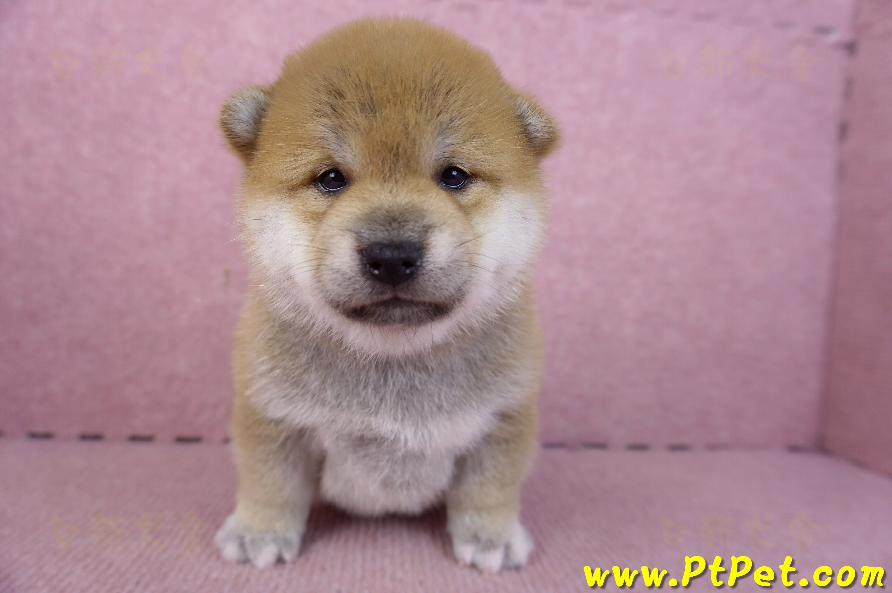 02/06赤色柴犬母幼犬3號