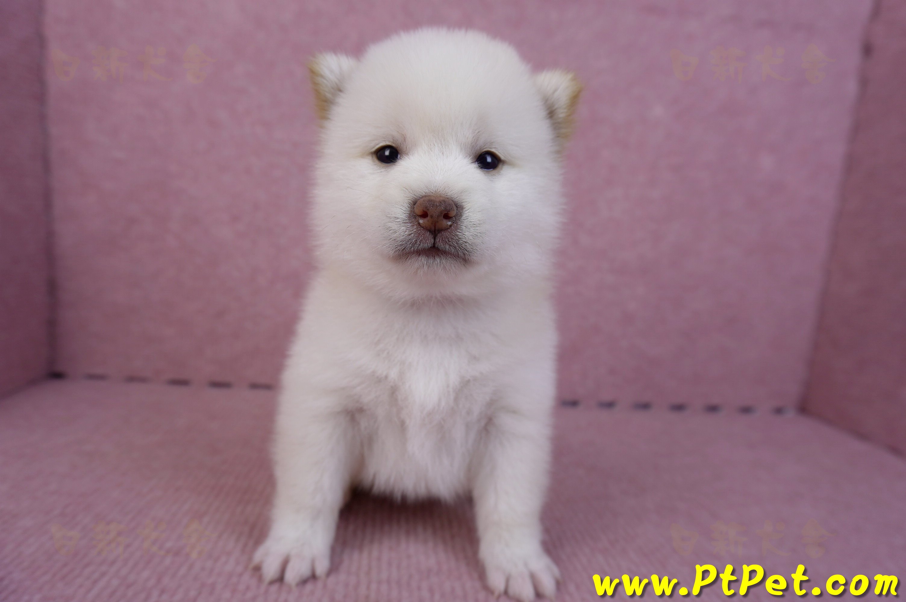 07/11白色柴犬母幼犬(高雄苓雅)