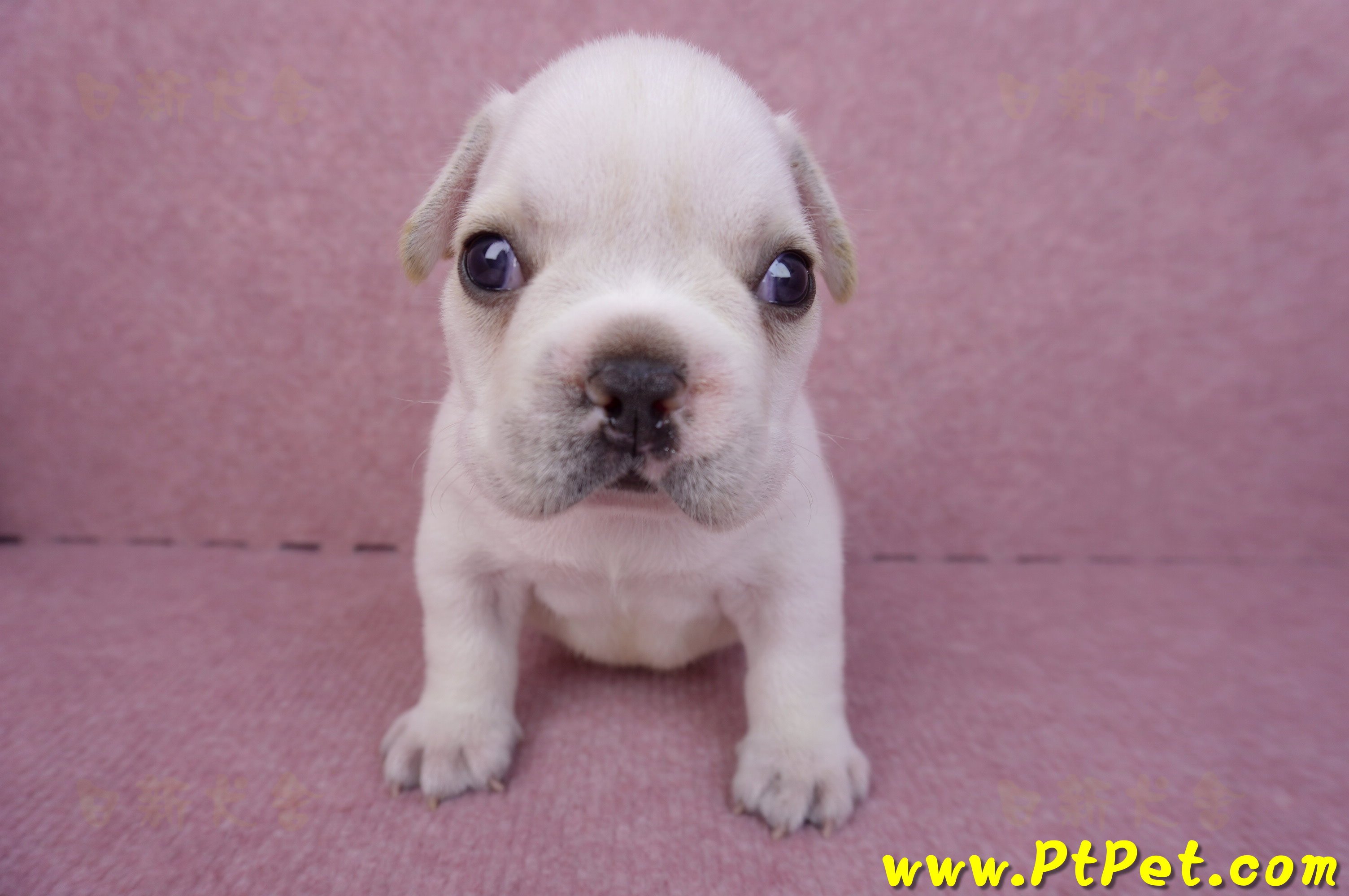 03/21奶白色法國鬥牛公幼犬3號