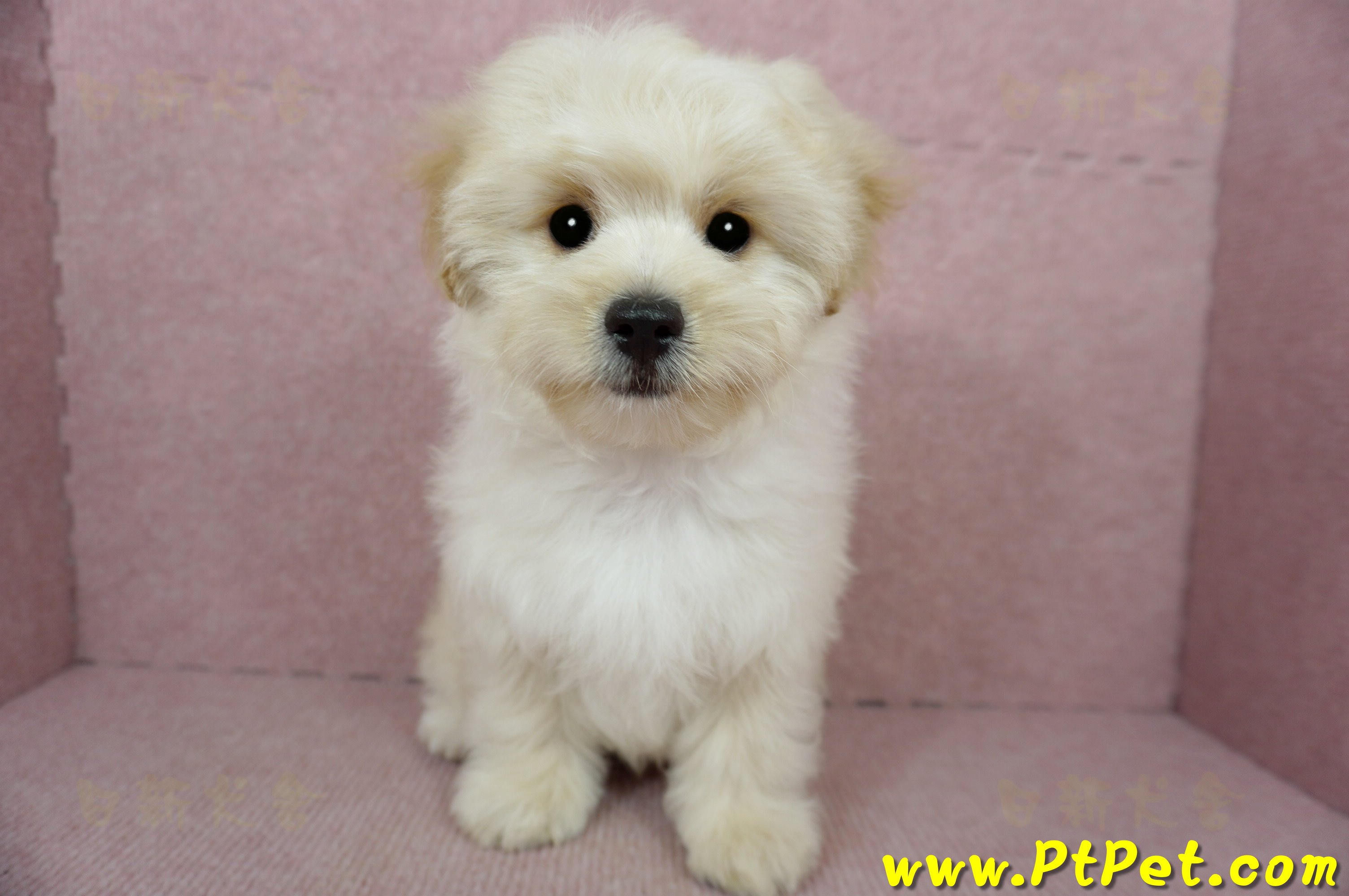 01/10奶油色馬爾泰迪公幼犬(花蓮壽豐)