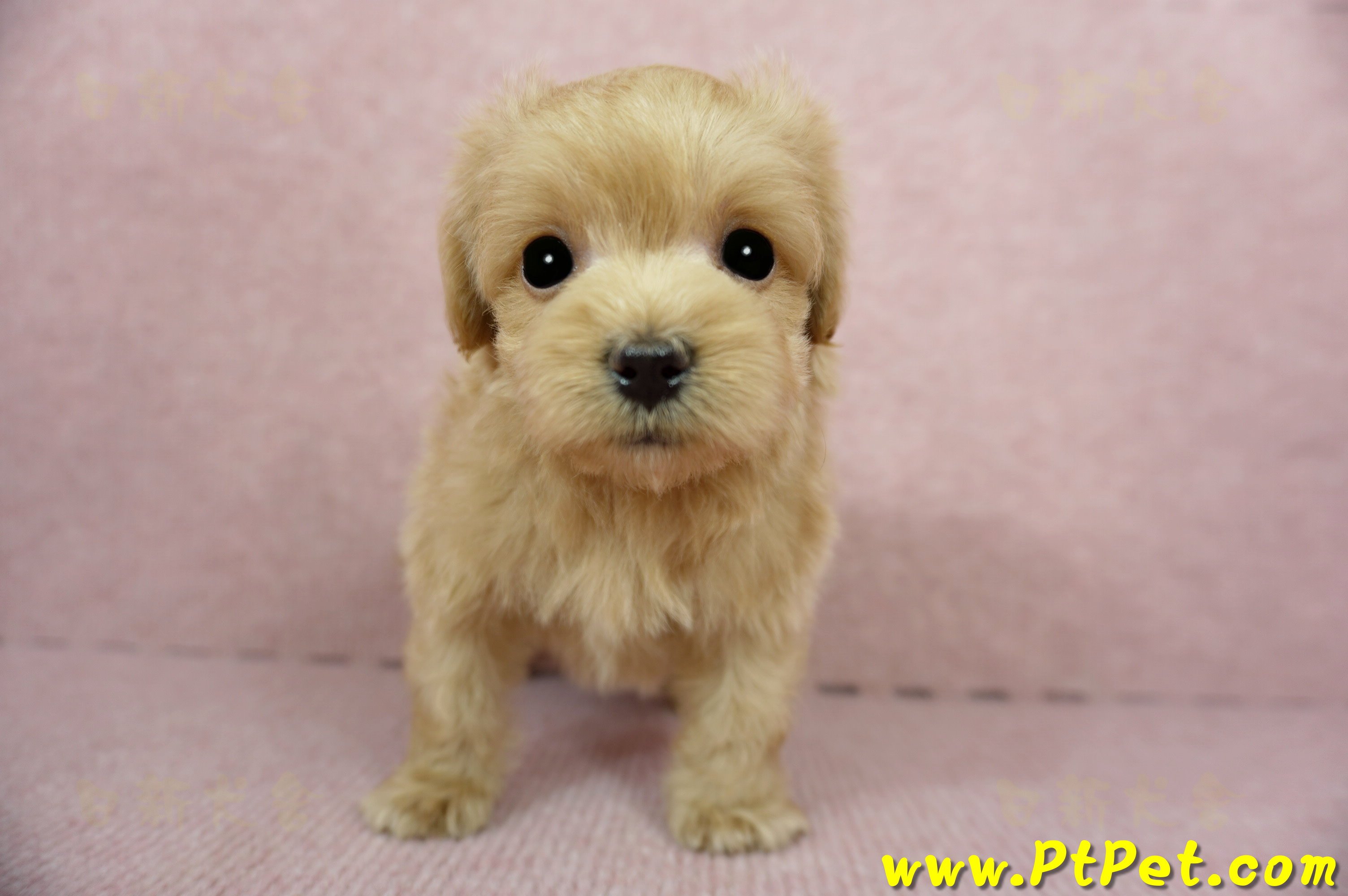 01/15奶油色馬爾泰迪 II 公幼犬(台中西屯)