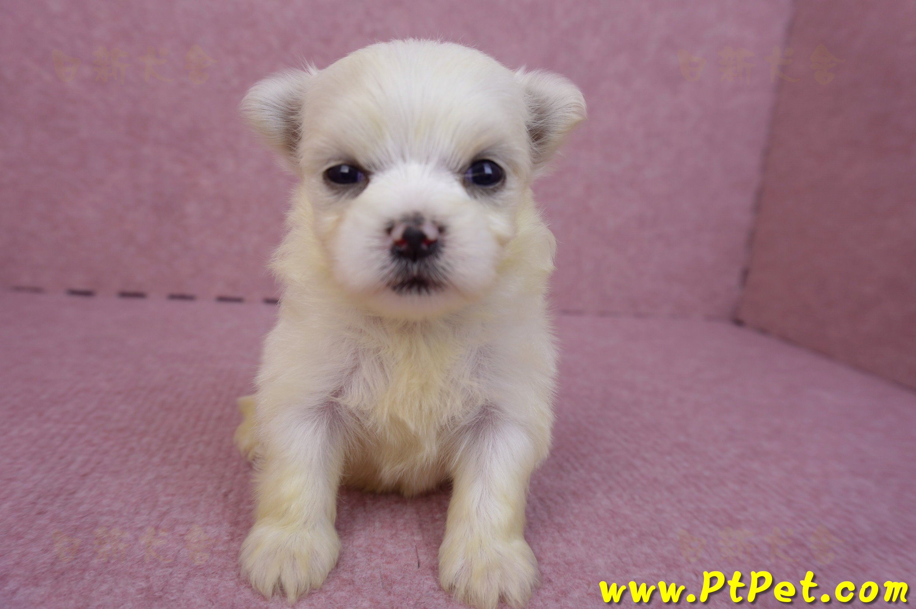 03/20馬爾濟斯母幼犬3號