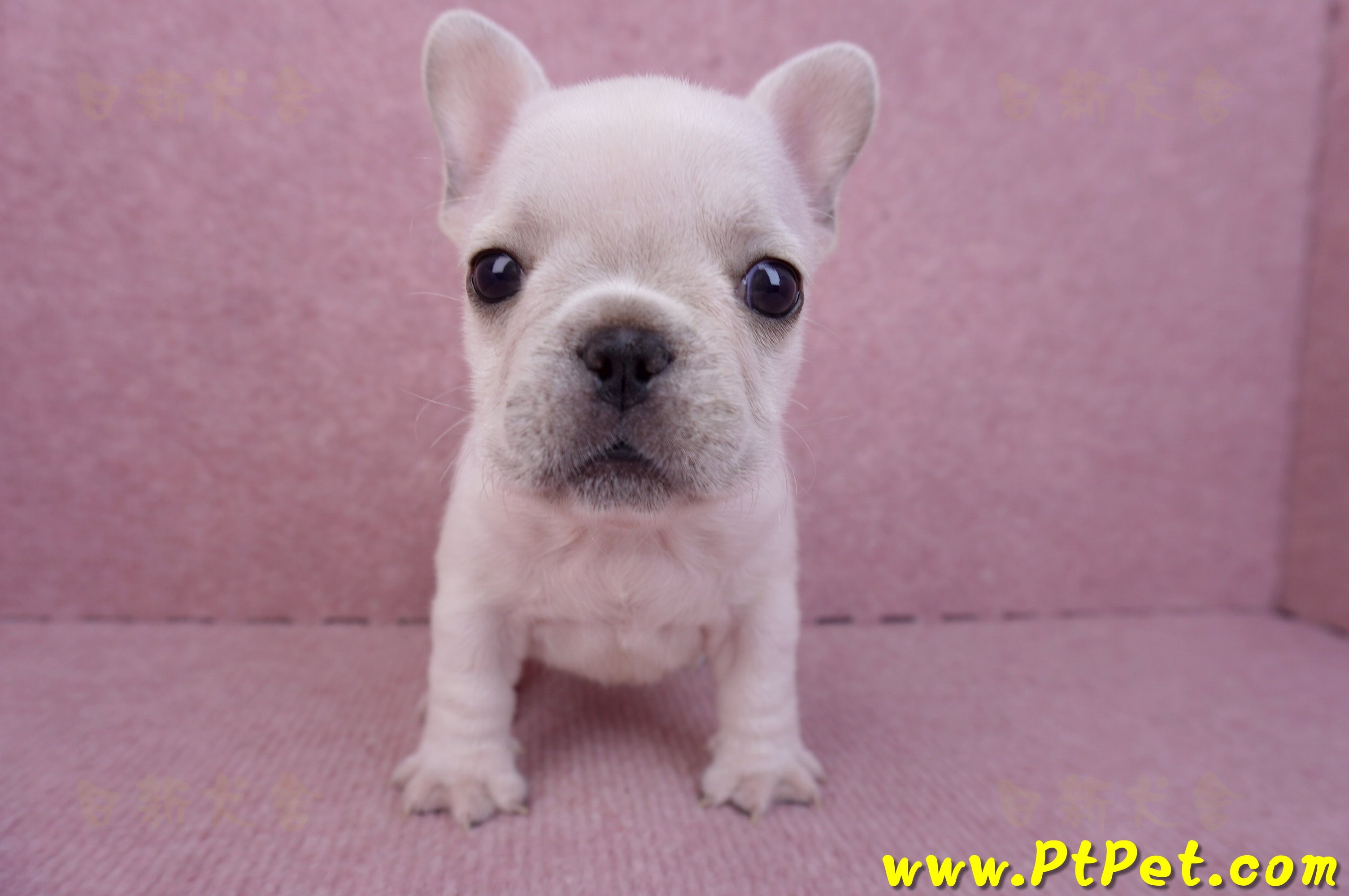 07/25奶油色法國鬥牛母幼犬3號(屏東內埔)