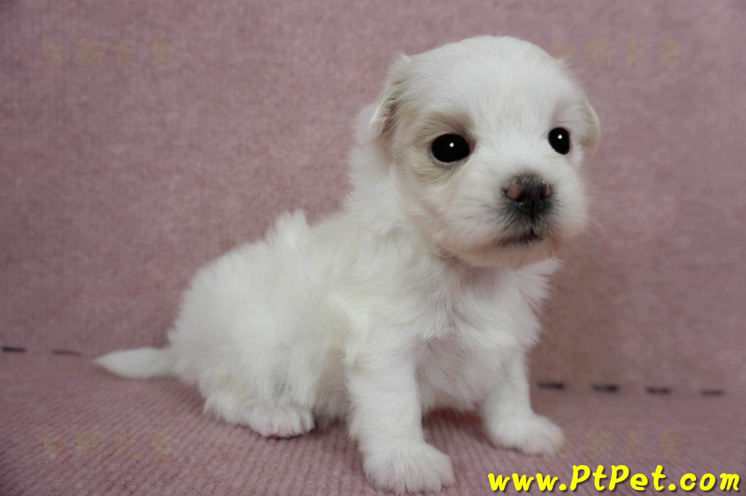 03/14白色馬爾泰迪母幼犬(屏東長治)