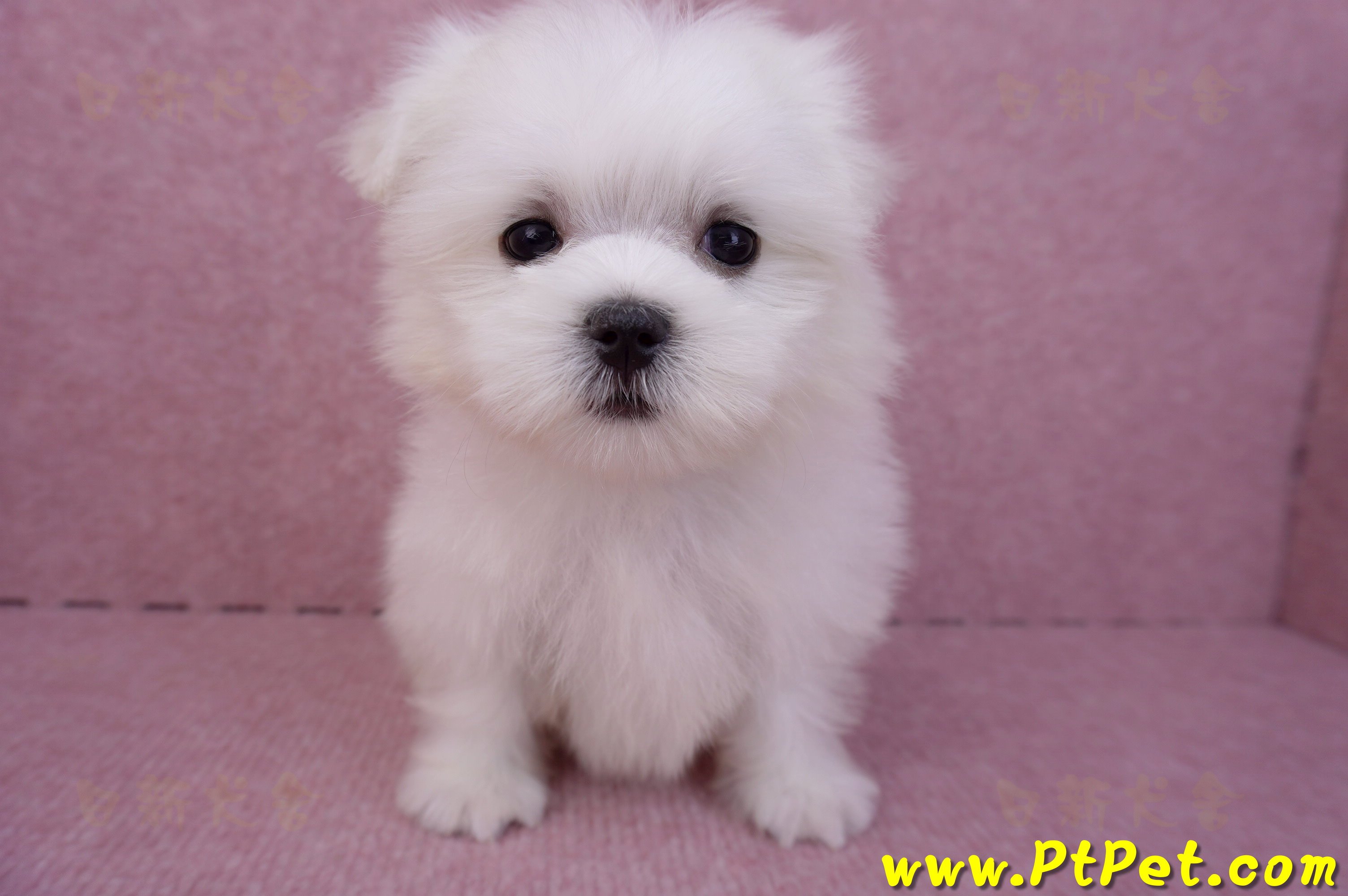 07/26迷你型馬爾濟斯 I 公幼犬2號(台北大同)