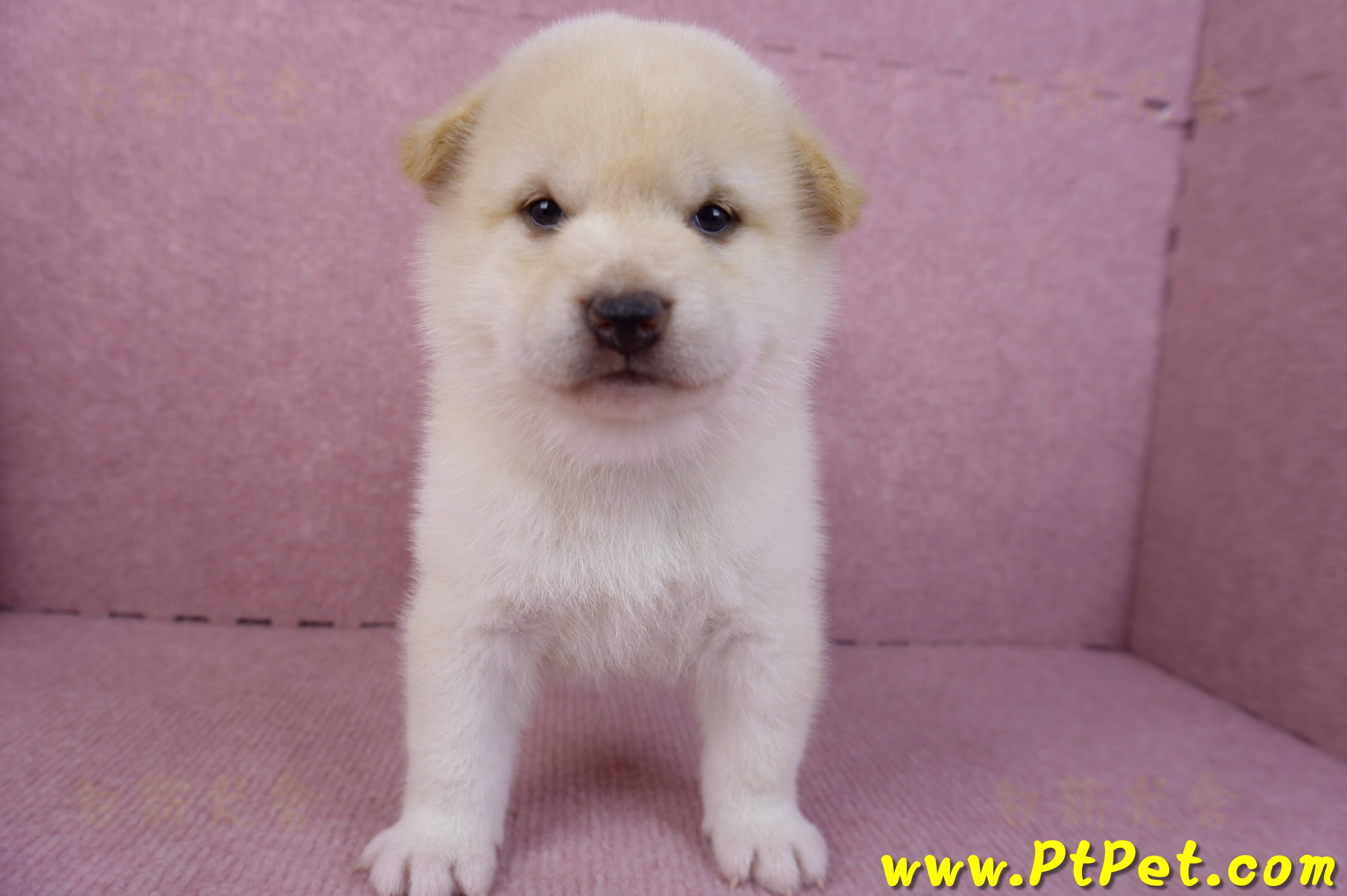 12/10白色柴犬母幼犬