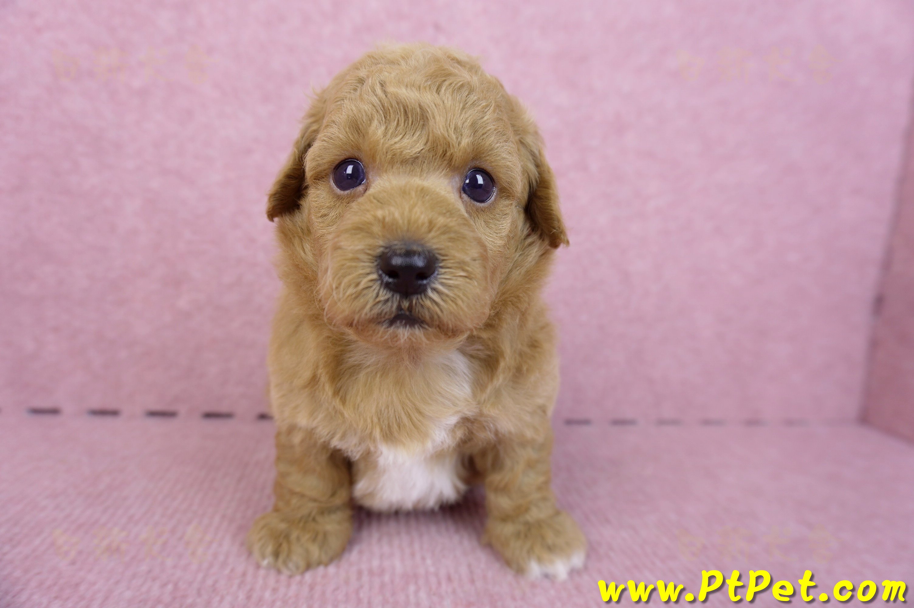 09/12泰迪比熊公幼犬(新北林口)