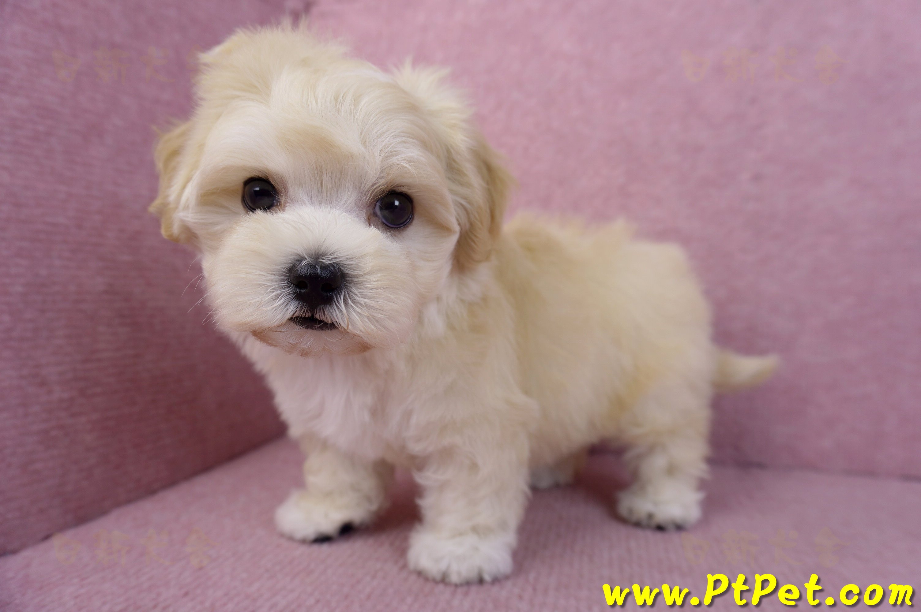 11/23馬爾泰迪母幼犬2號(南投草屯)