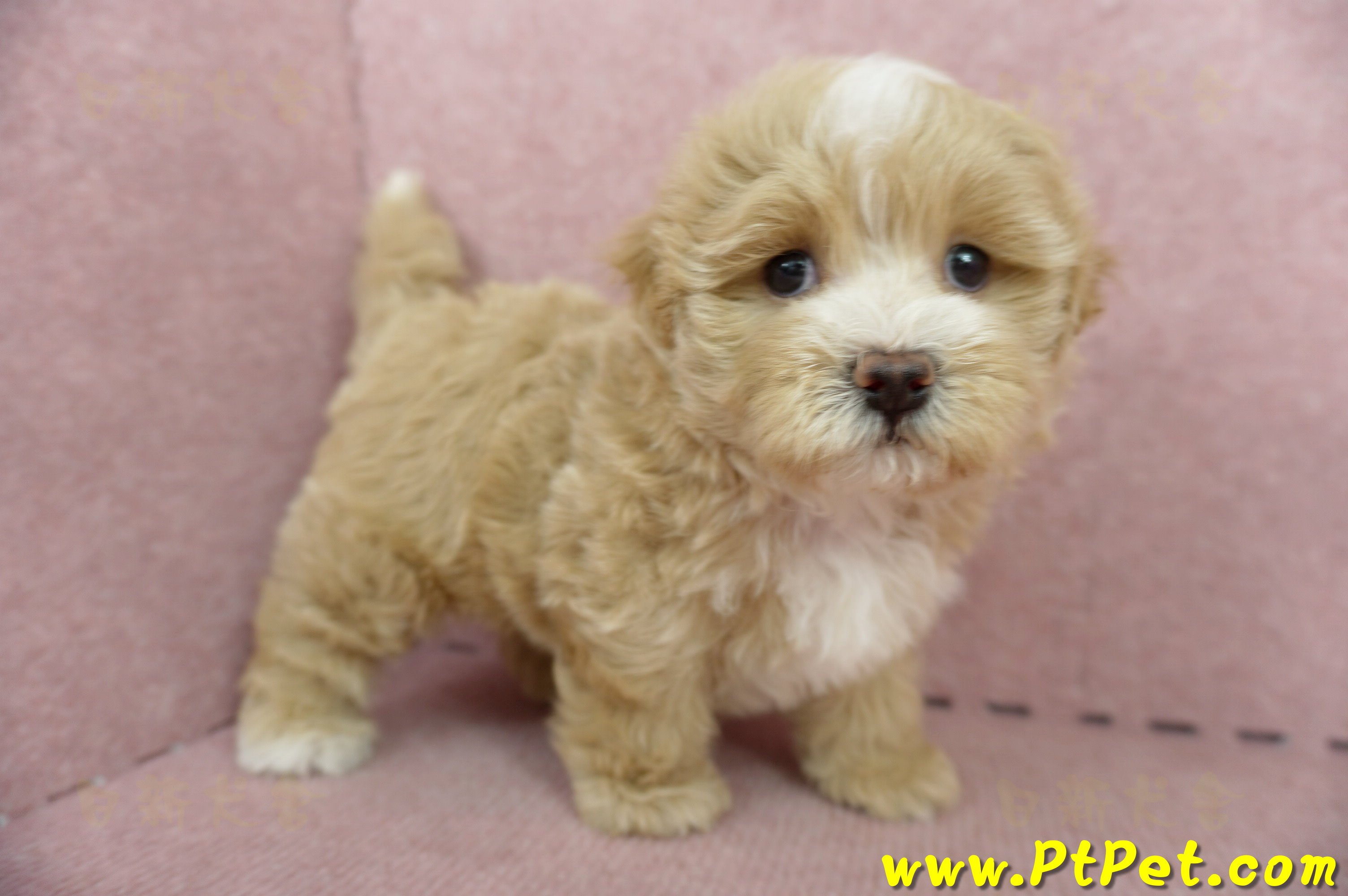 05/05奶油色馬爾泰迪公幼犬(高雄楠梓)