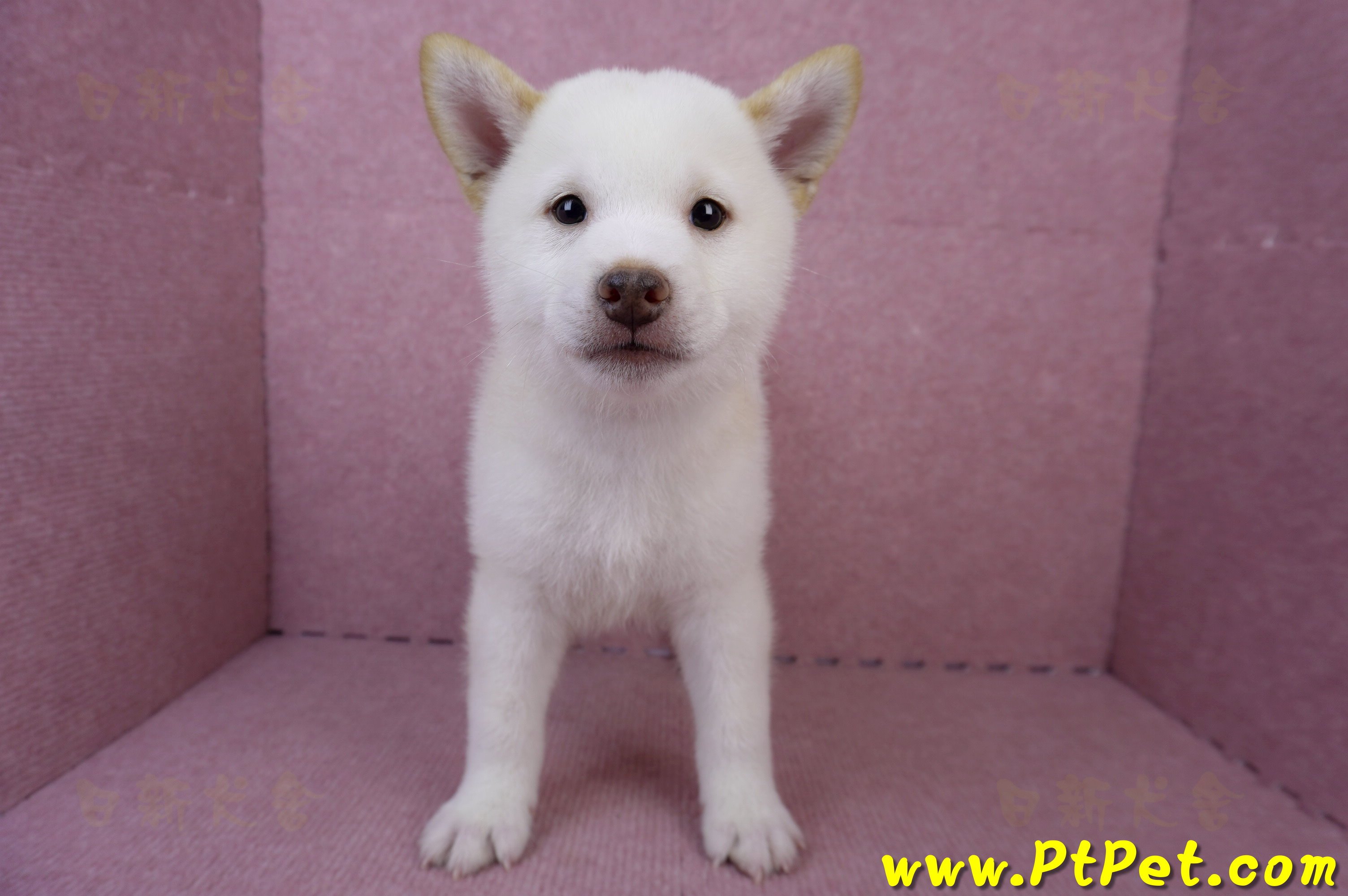 06/14白色柴犬公幼犬(台中北區)