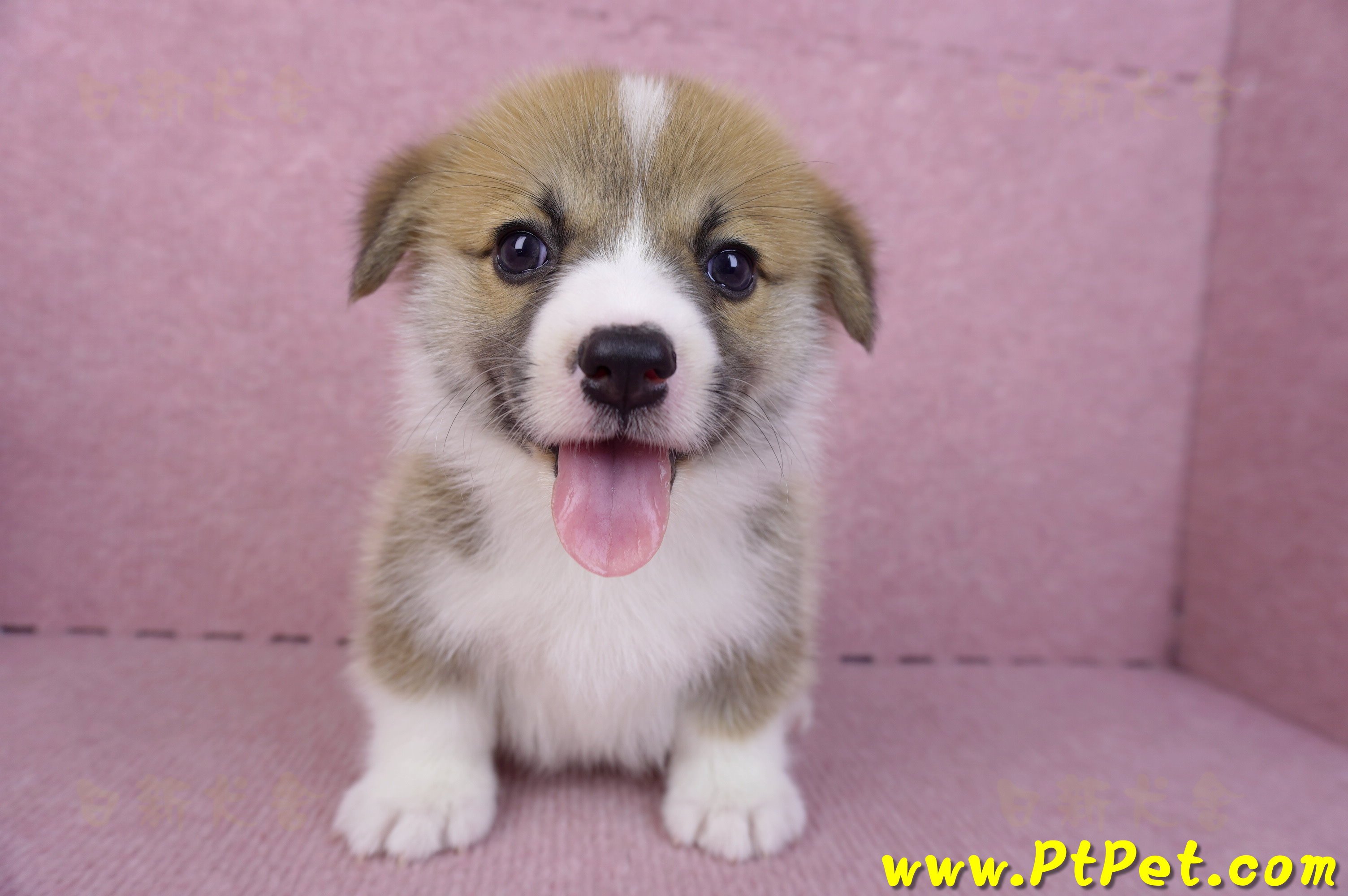 10/10雙色柯基犬公幼犬(台中大里)