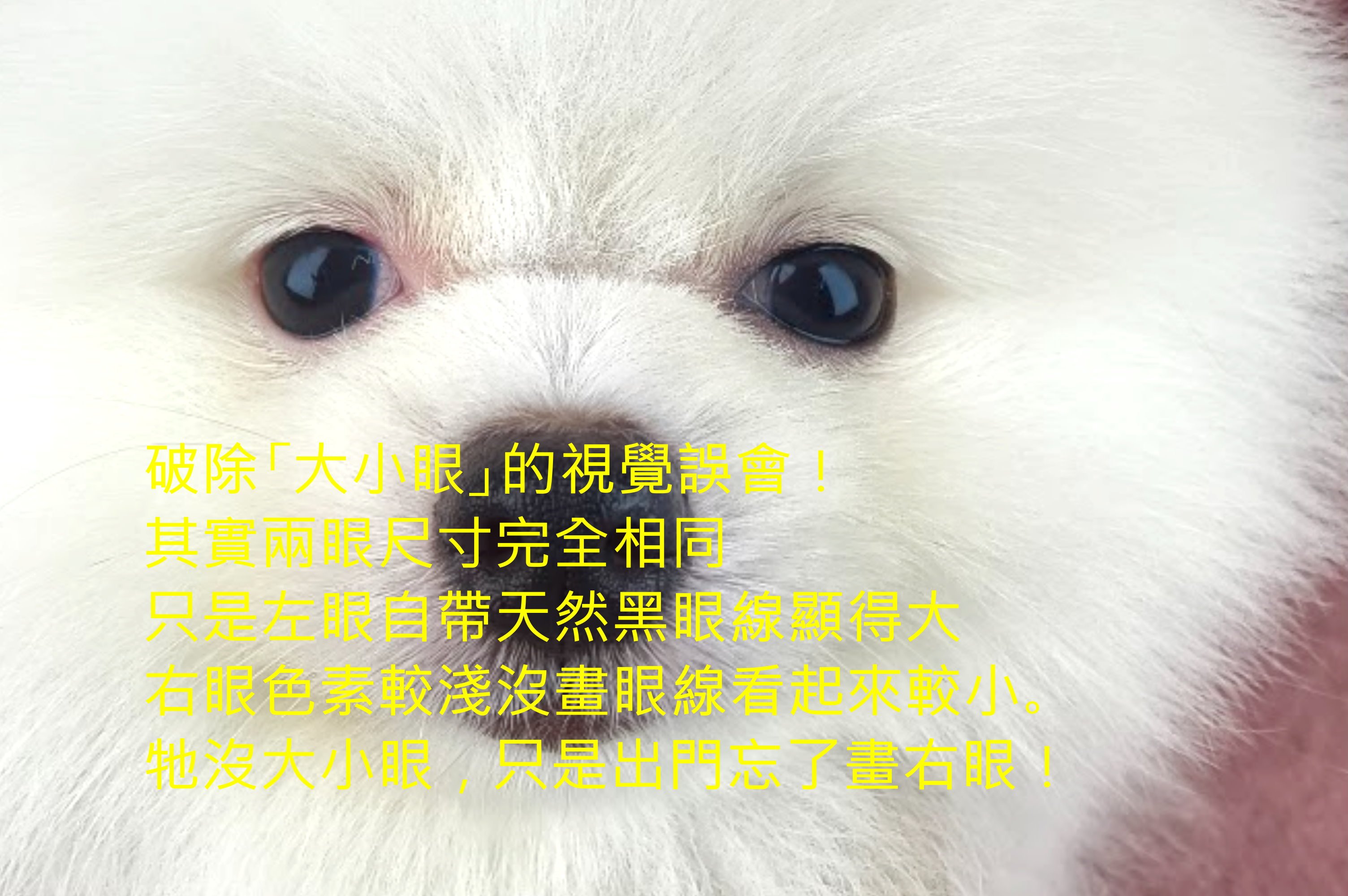 06/15松鼠白博美母幼犬(高雄苓雅)