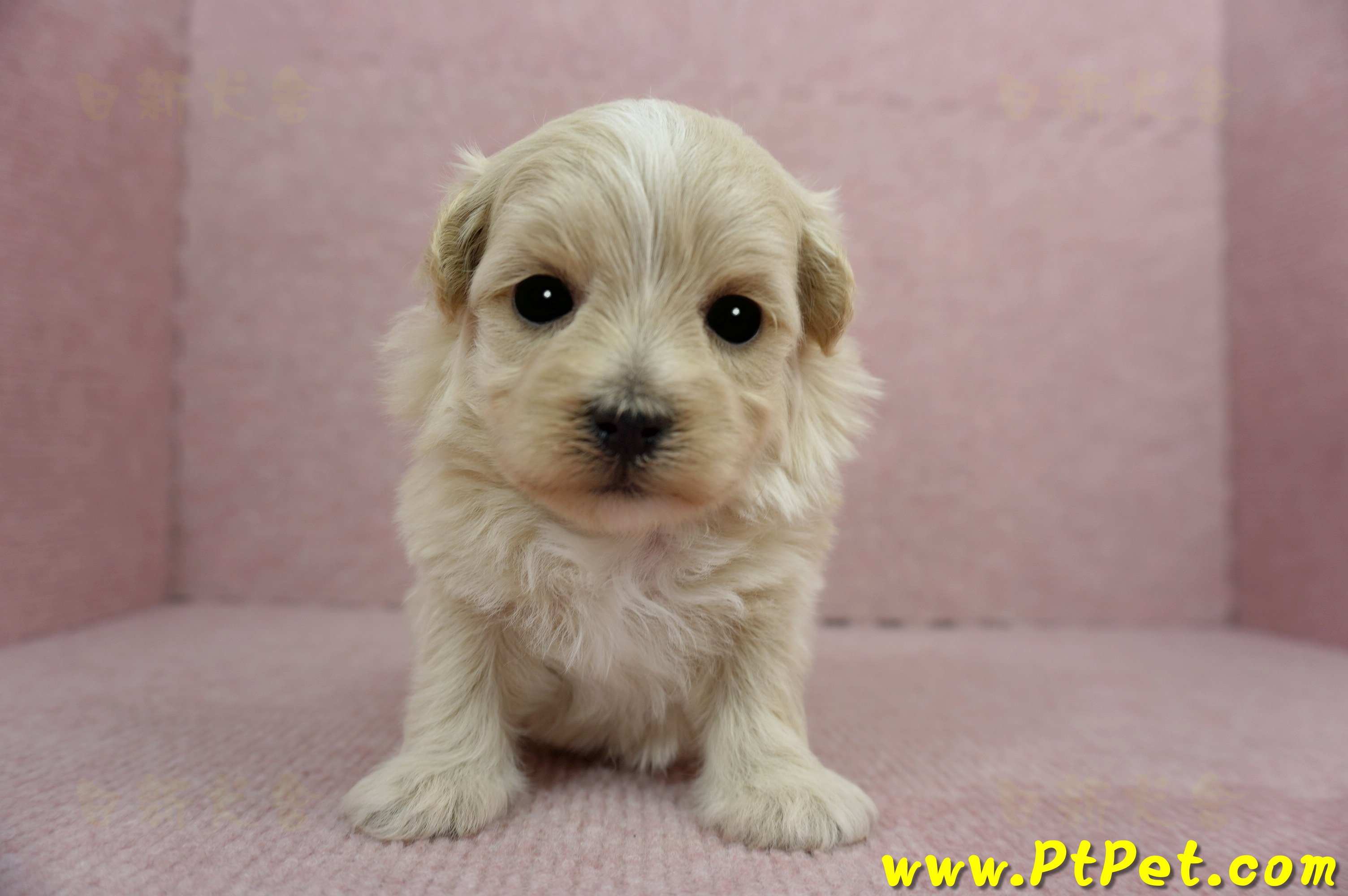 2/23奶油色馬爾泰迪 I 母幼犬1號(高雄鼓山)