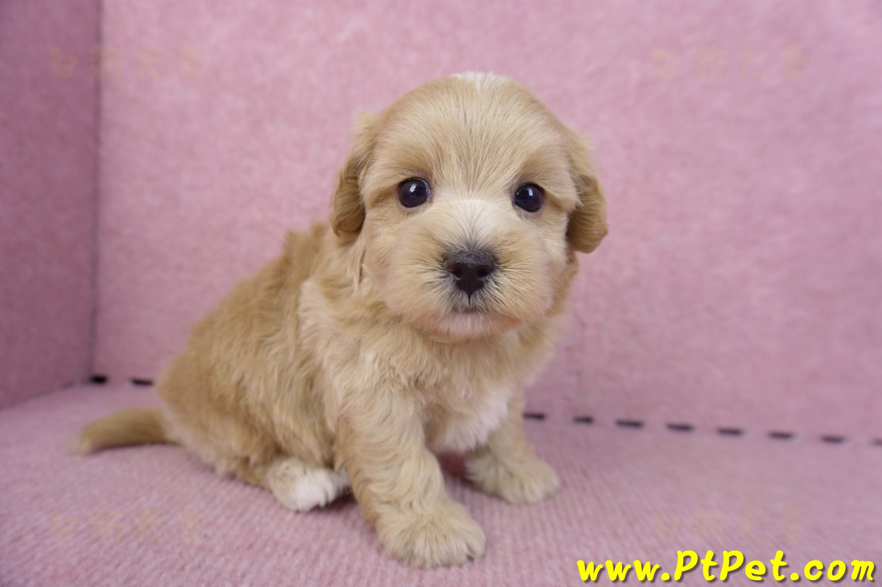 11/02馬爾泰迪 I 公幼犬(屏東市)