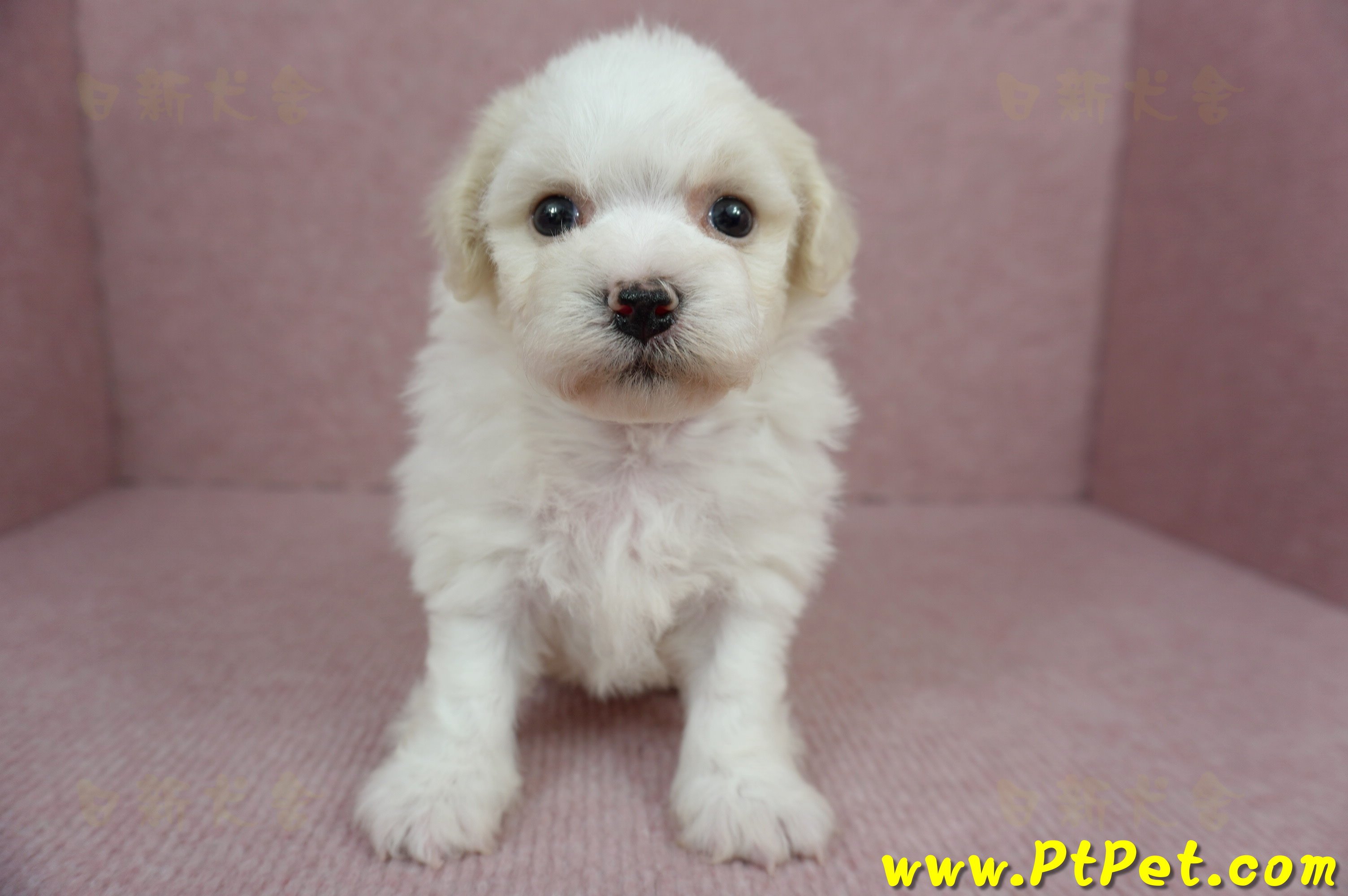 01/12比熊犬公幼犬3號(新北林口)