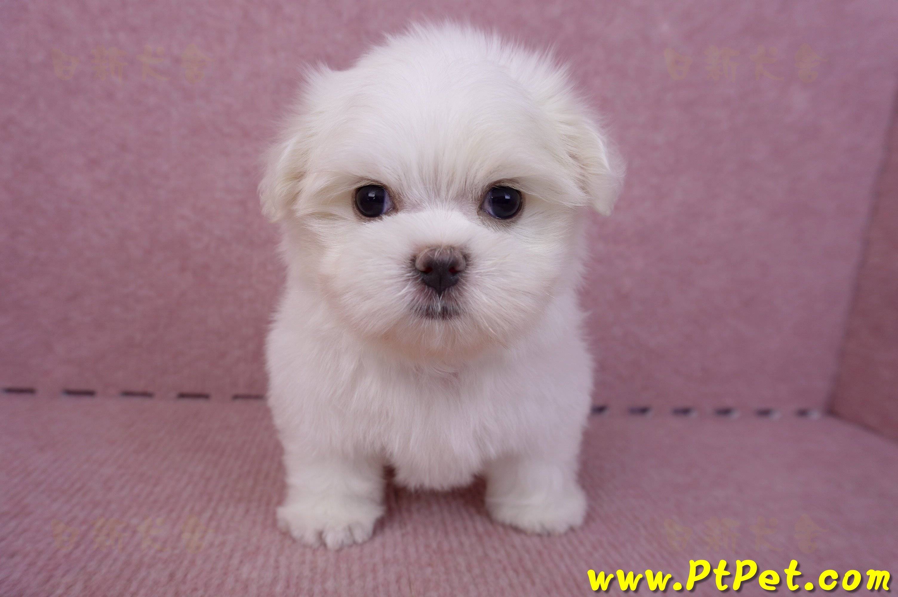 06/26迷你型馬爾濟斯公幼犬(新北三重)