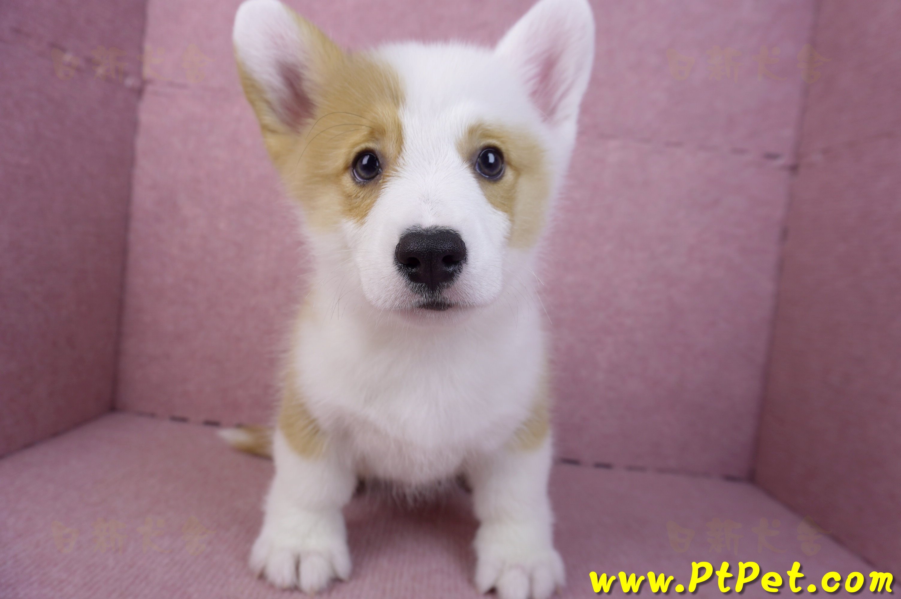 日新犬舍- 幼犬出售