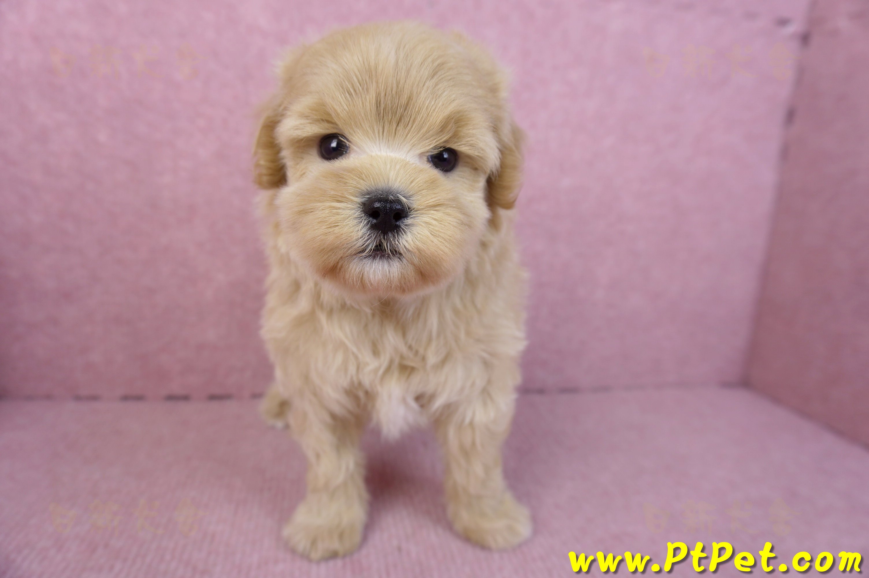 11/23馬爾泰迪公幼犬1號