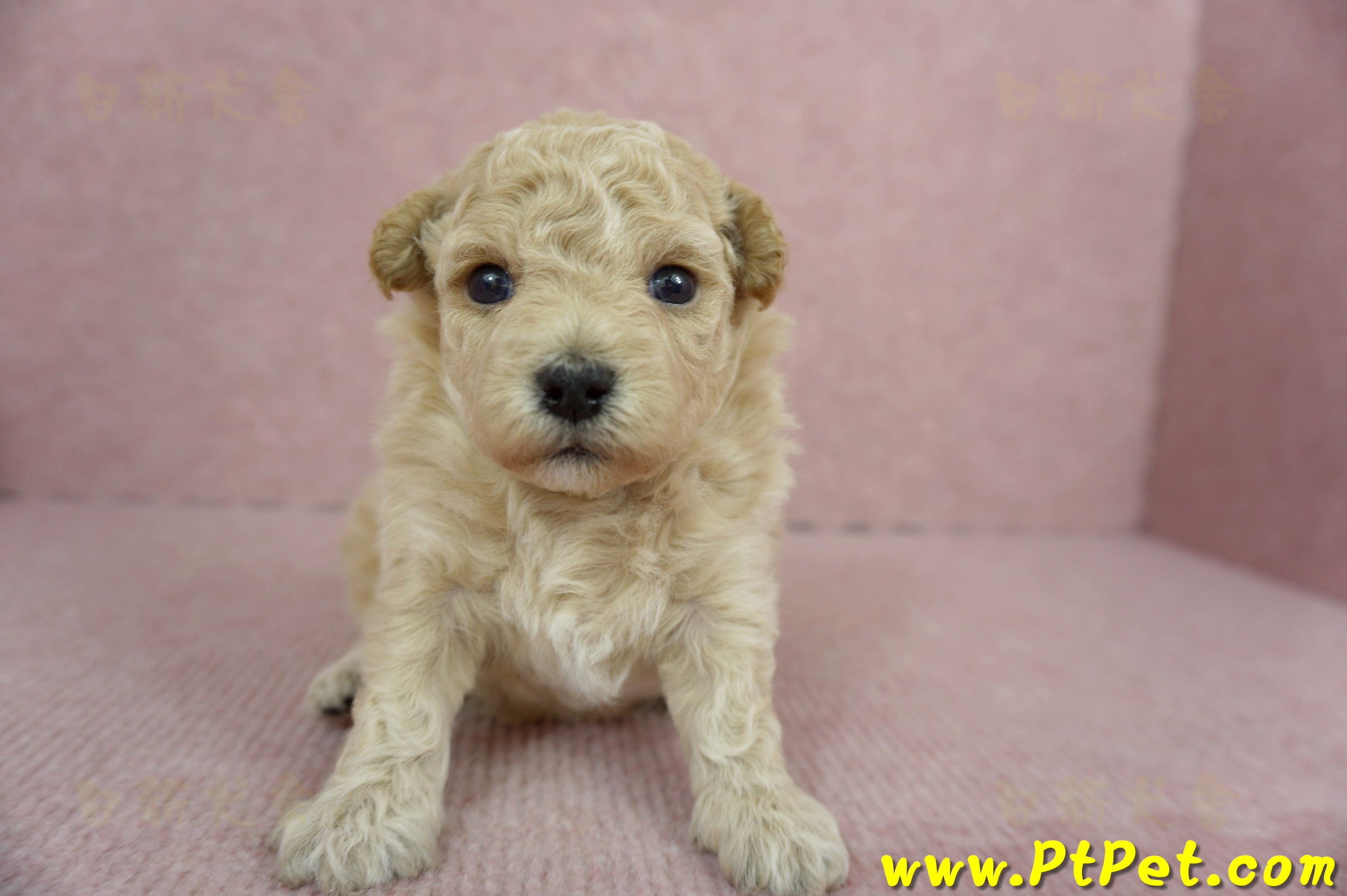 03/12泰迪比熊母幼犬3號(台南新化)