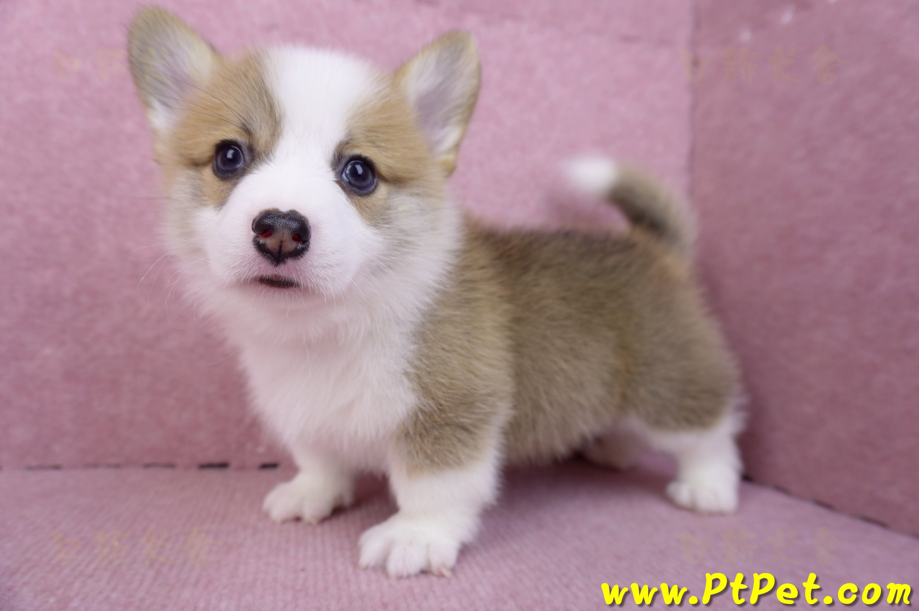 08/03雙色柯基犬公幼犬2號(屏東萬丹)