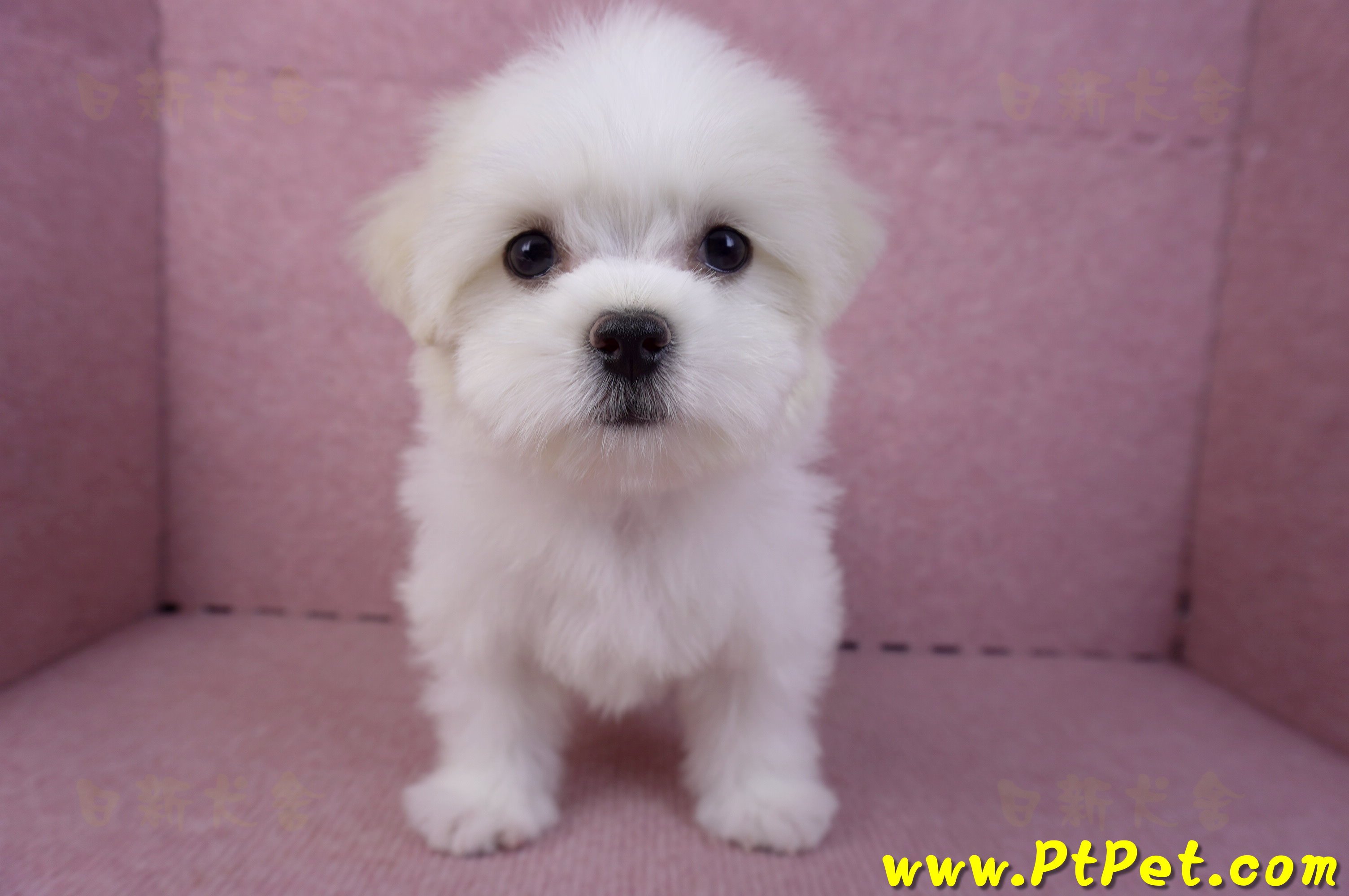 09/21馬爾濟斯母幼犬(花蓮市)