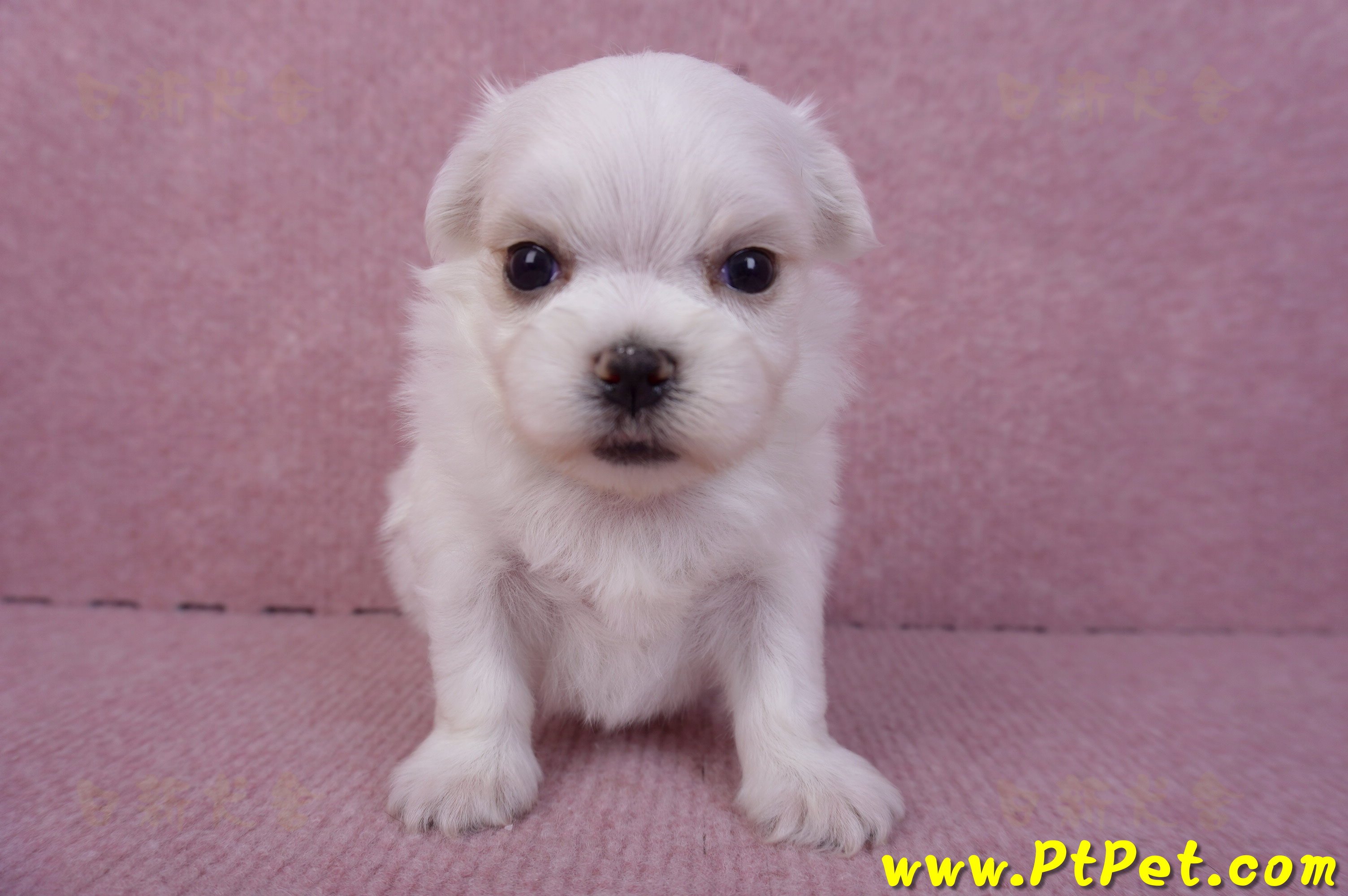 11/20馬爾濟斯公幼犬2號(屏東市)