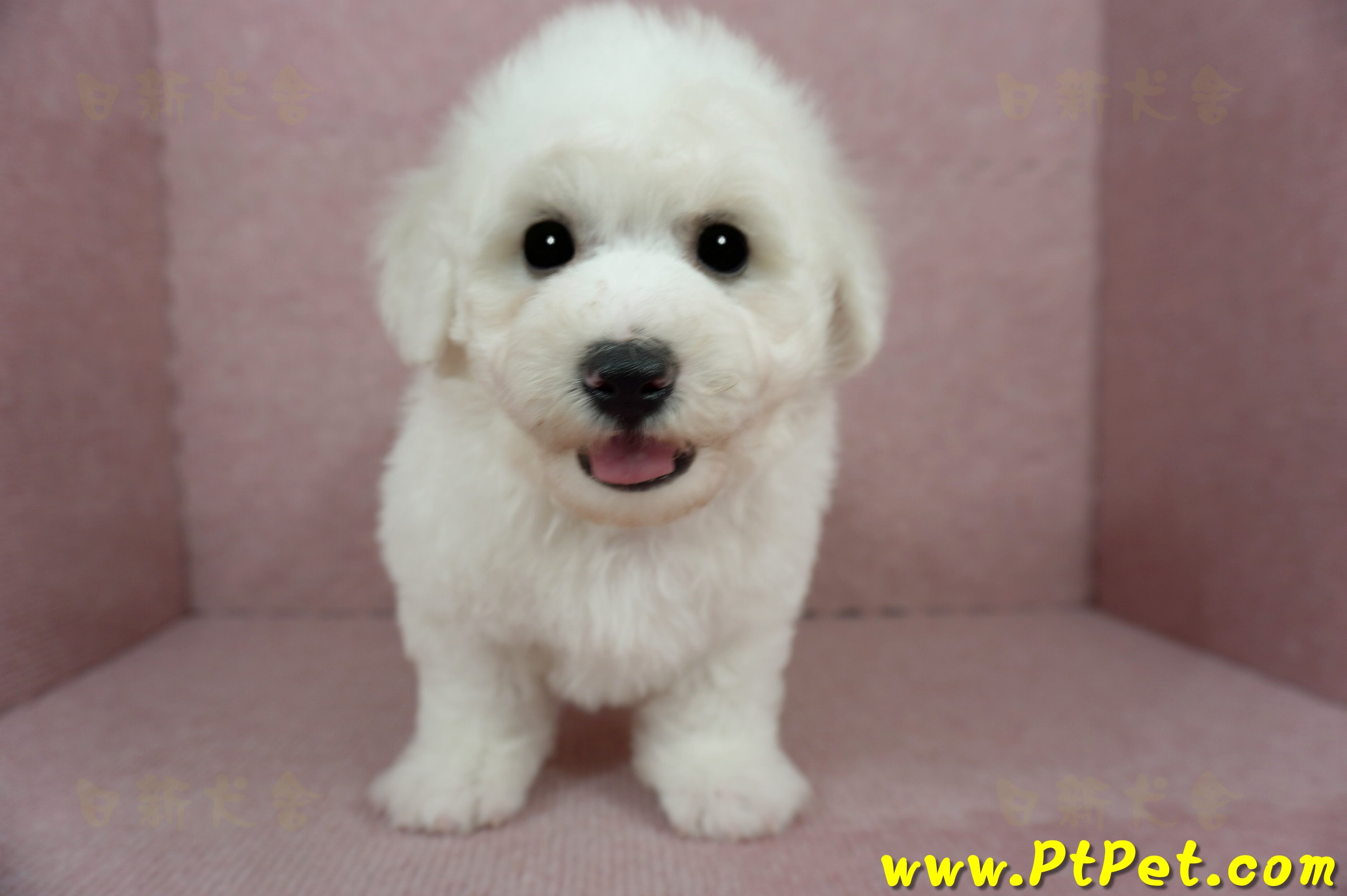 01/12比熊犬公幼犬(花蓮吉安)