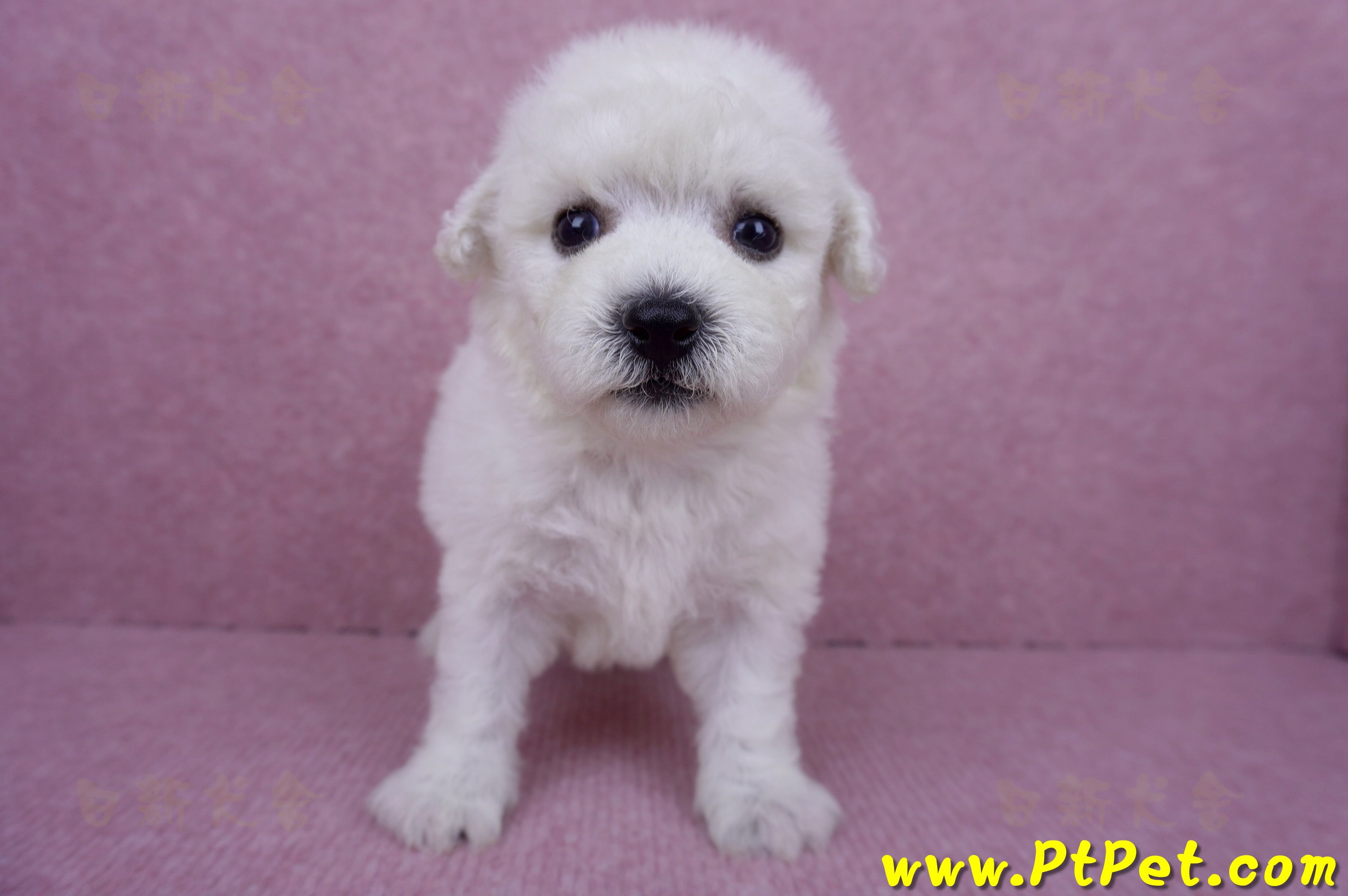 07/22比熊犬公幼犬2號(桃園市)