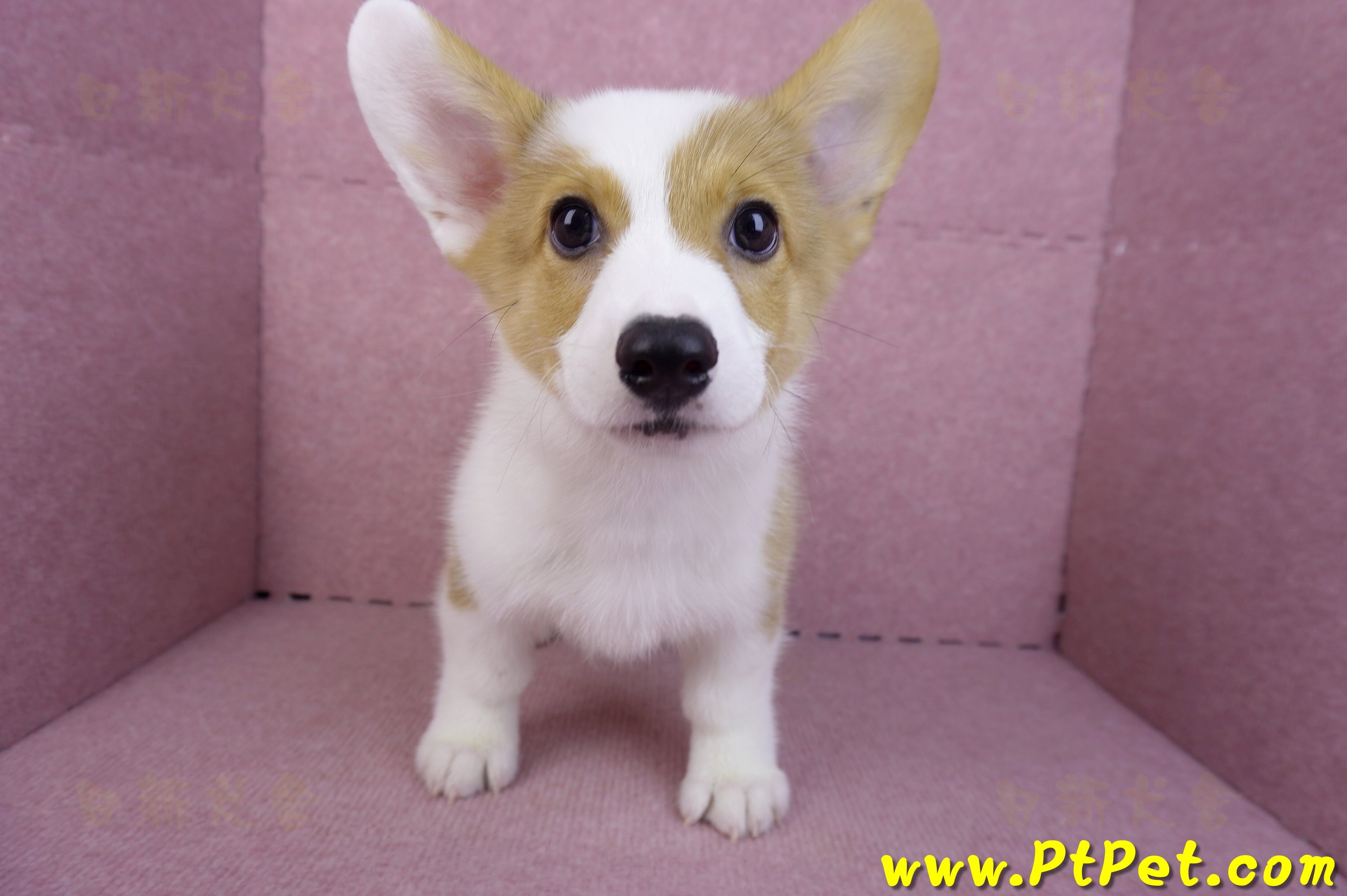 09/22雙色柯基犬公幼犬(高雄前金)