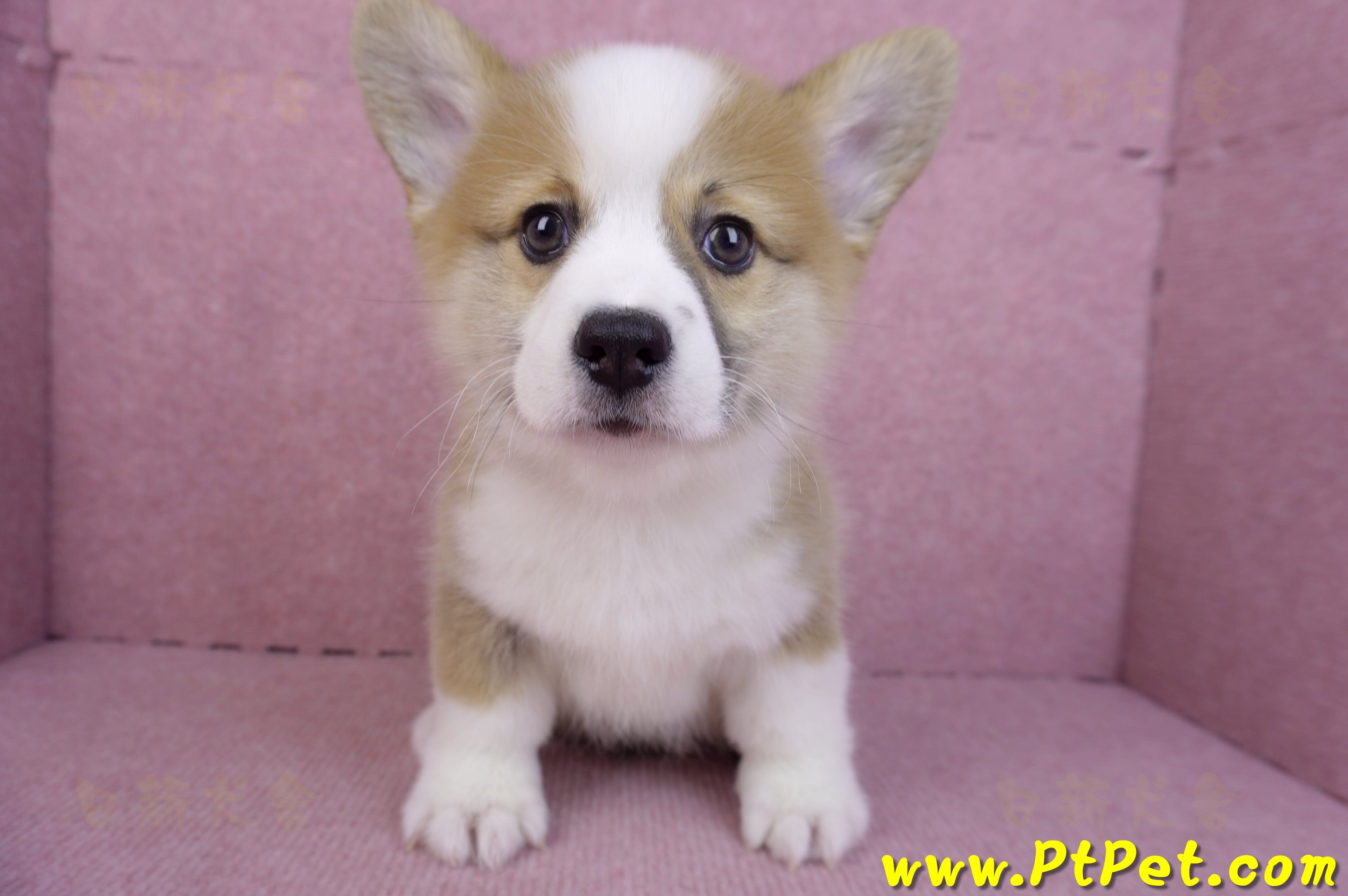 11/05雙色柯基犬公幼犬(台中北屯)