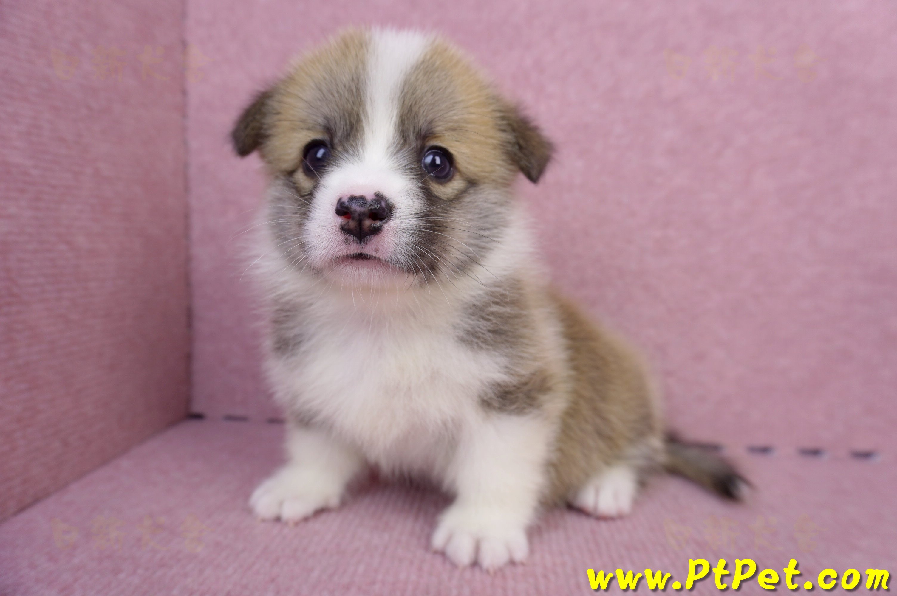 07/01雙色柯基犬母幼犬(雲林斗六)