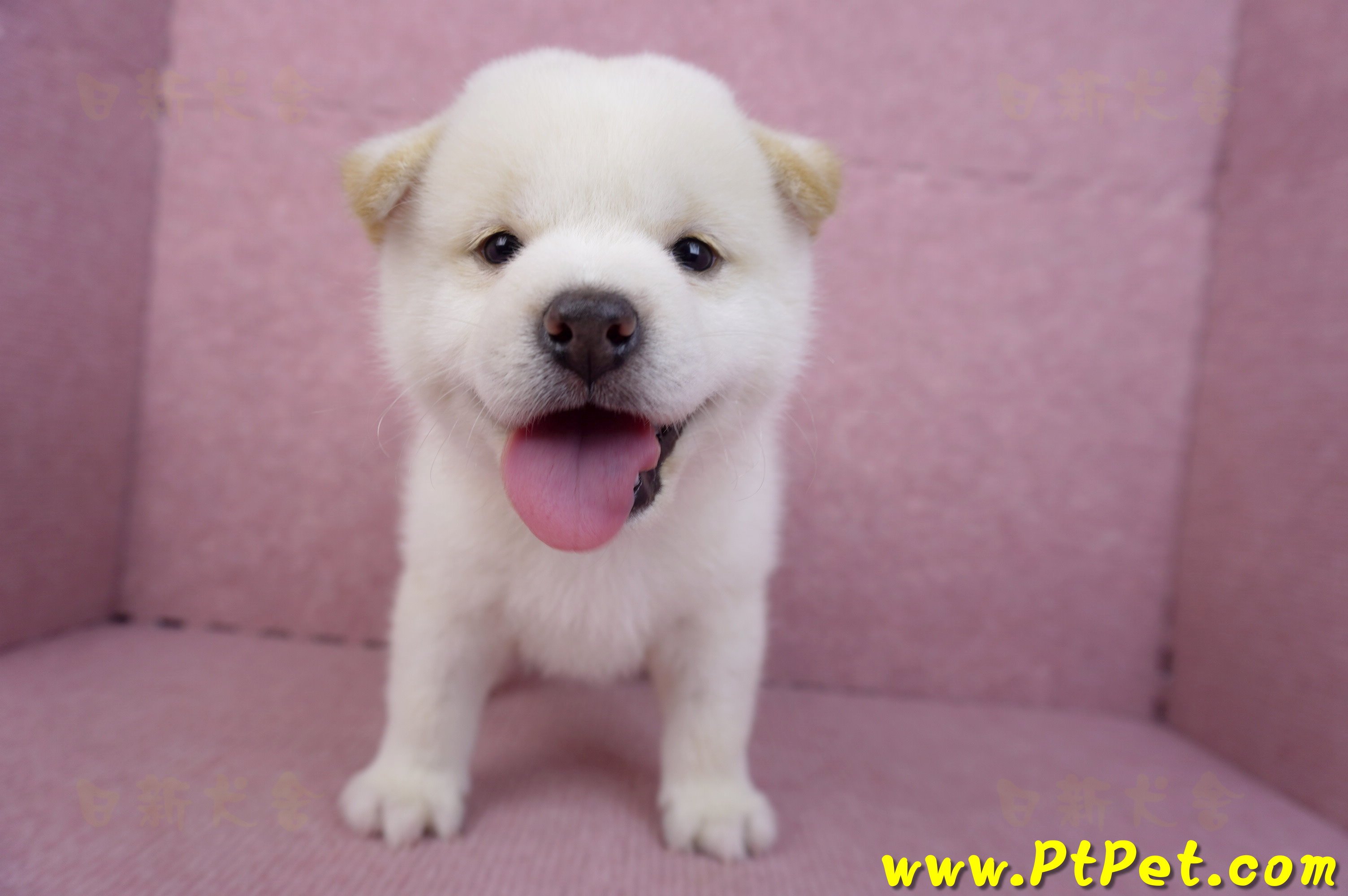 07/22白色柴犬公幼犬