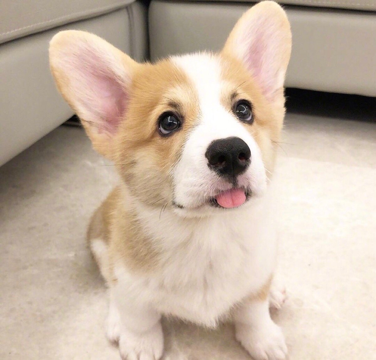威爾斯柯基犬怎麼挑選