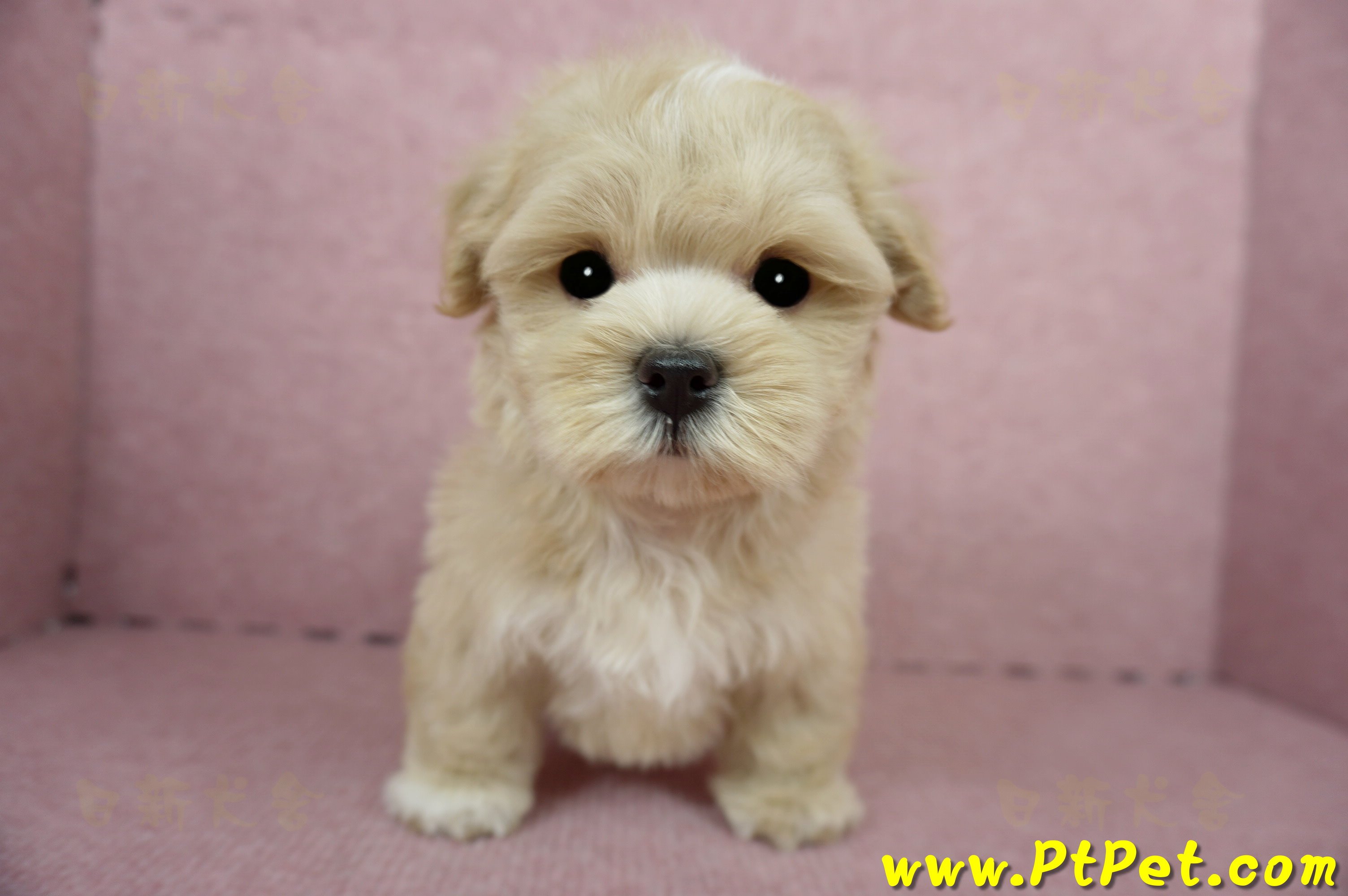 04/11奶油色馬爾泰迪公幼犬(台東綠島)