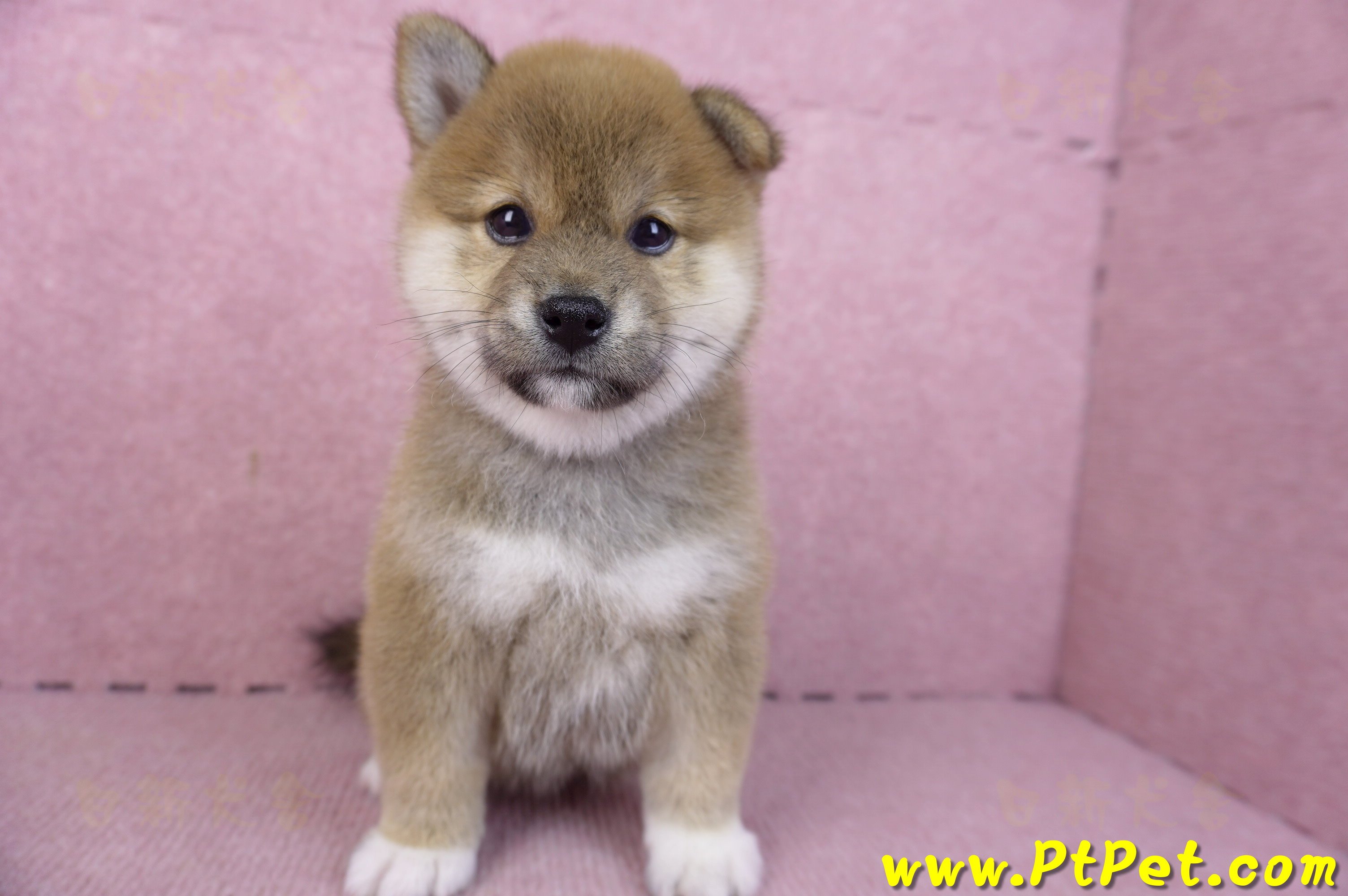 01/11赤色柴犬母幼犬4號(屏東九如)