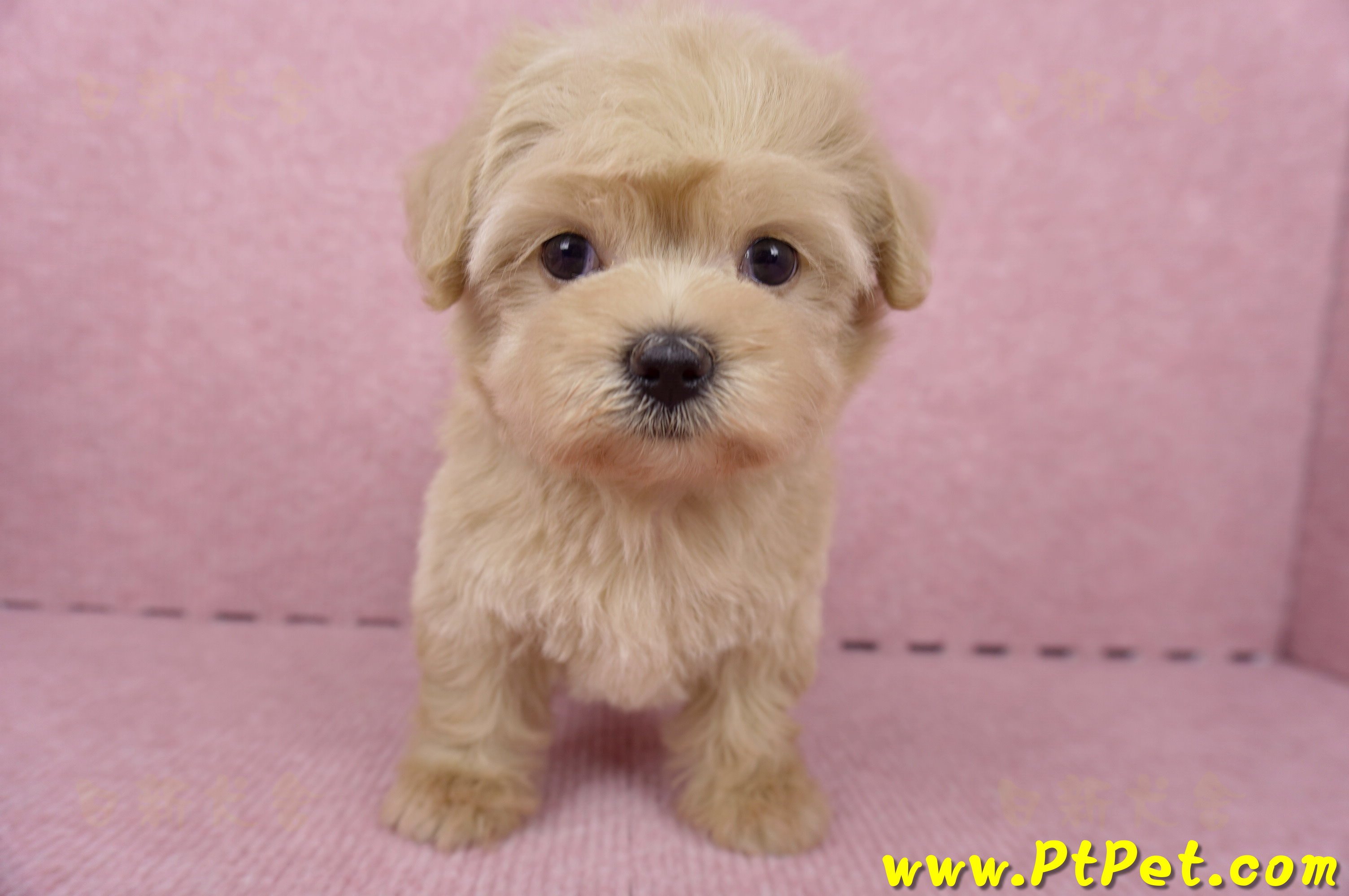 06/15奶油色馬爾泰迪母幼犬2號(桃園中壢)