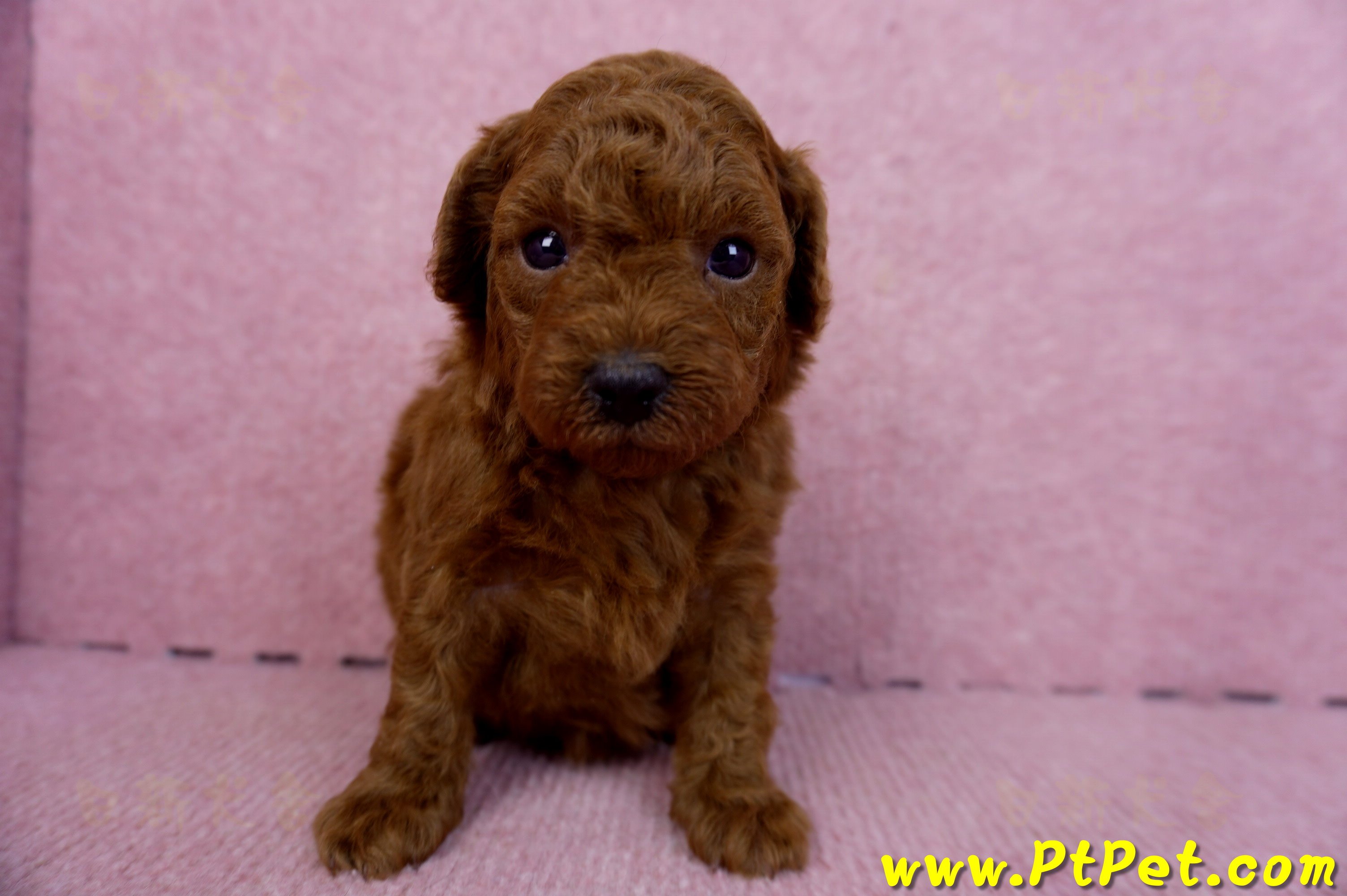 01/26紅貴賓母幼犬(雲林虎尾)