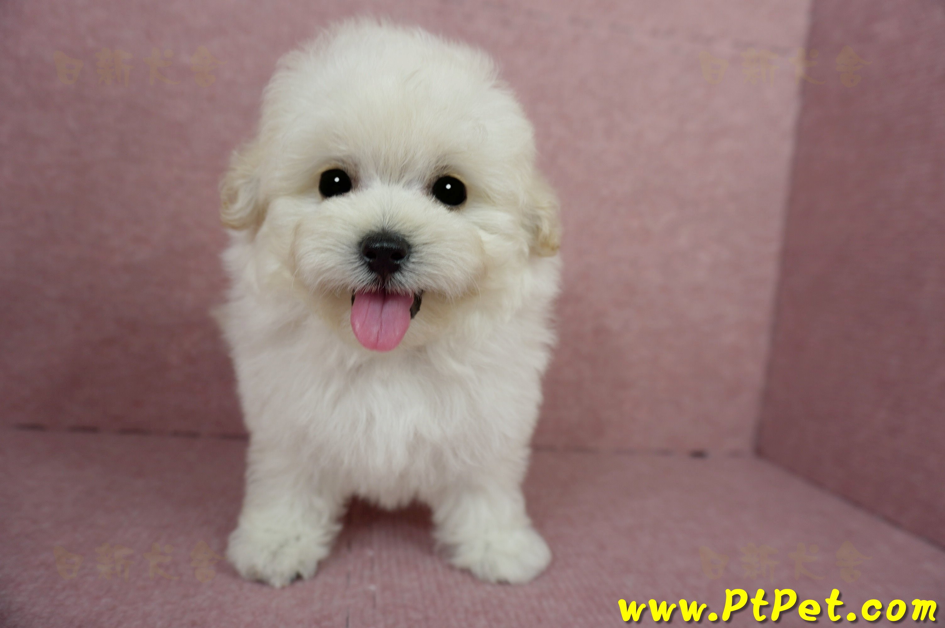 03/31奶油色馬爾泰迪母幼犬(桃園蘆竹)