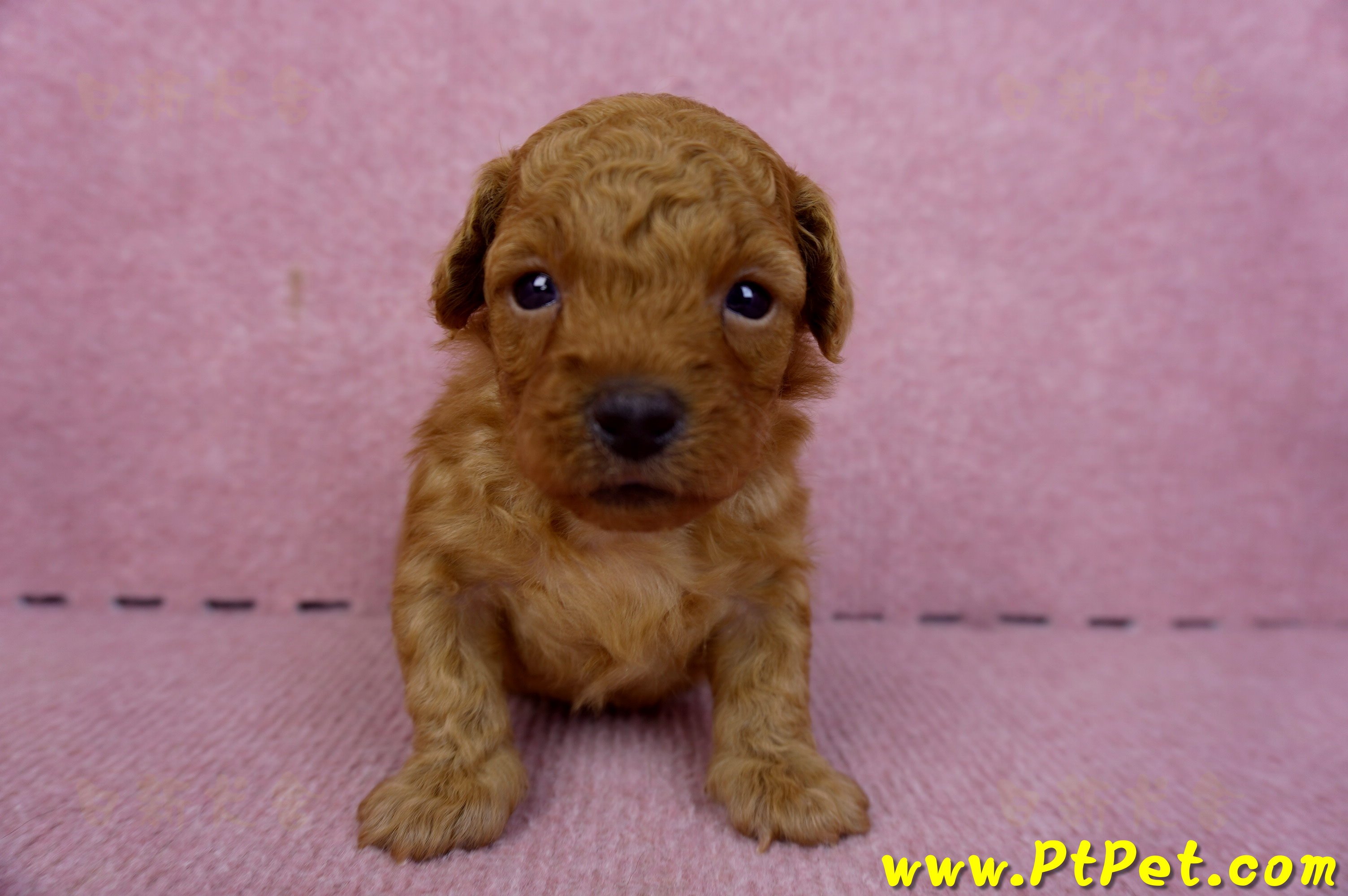 01/26奶油貴賓公幼犬