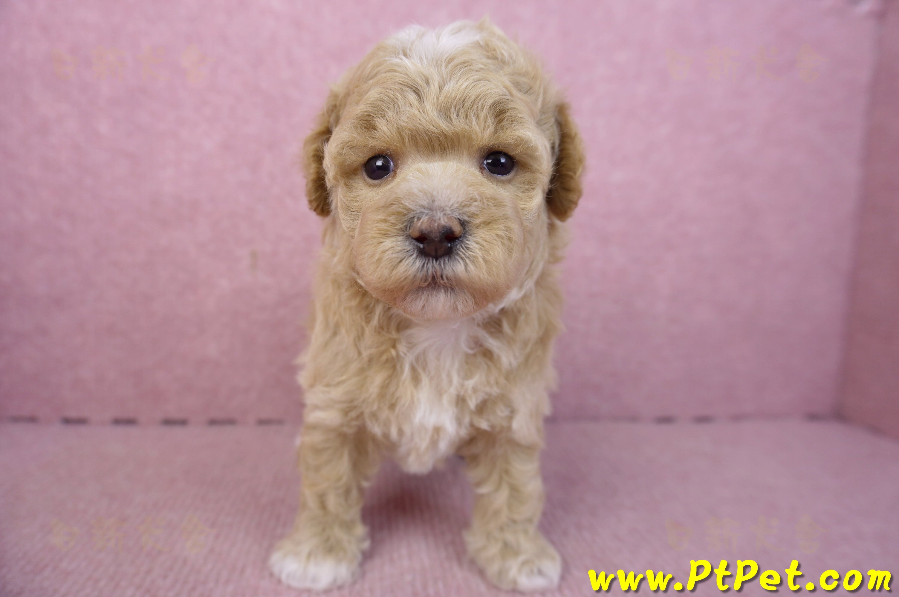 02/18泰迪比熊母幼犬1號