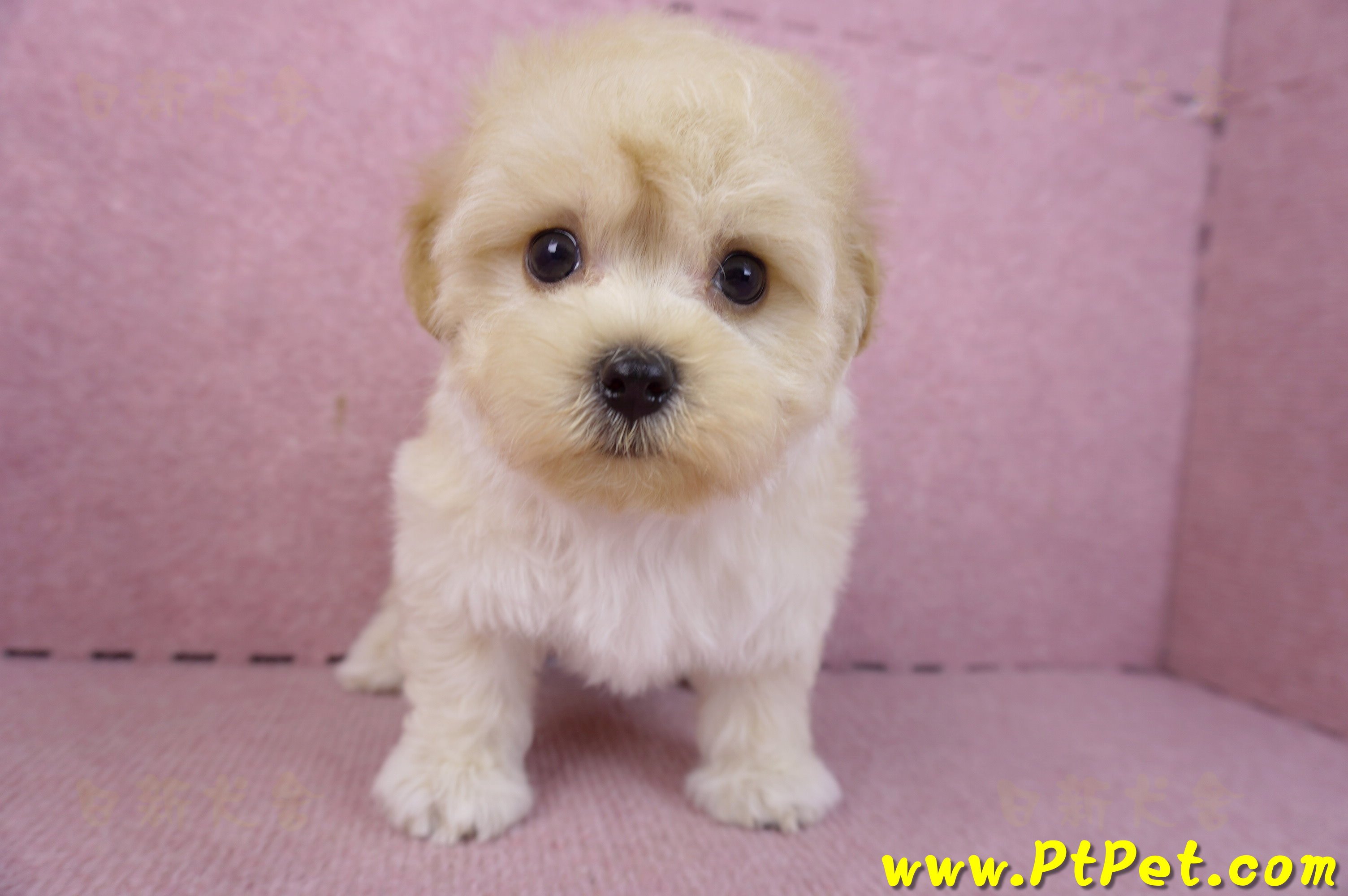 12/10馬爾泰迪公幼犬