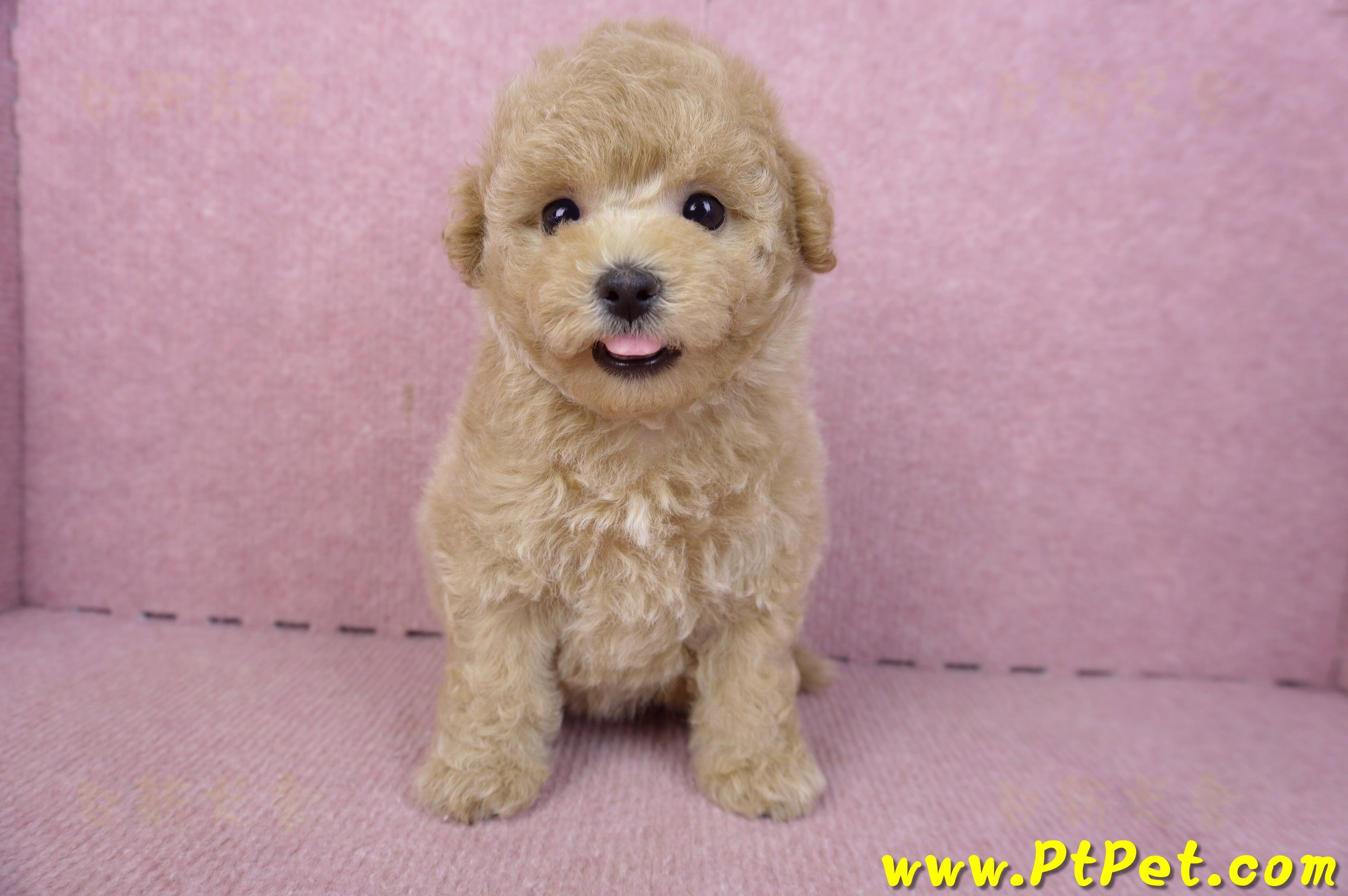 02/18泰迪比熊母幼犬2號