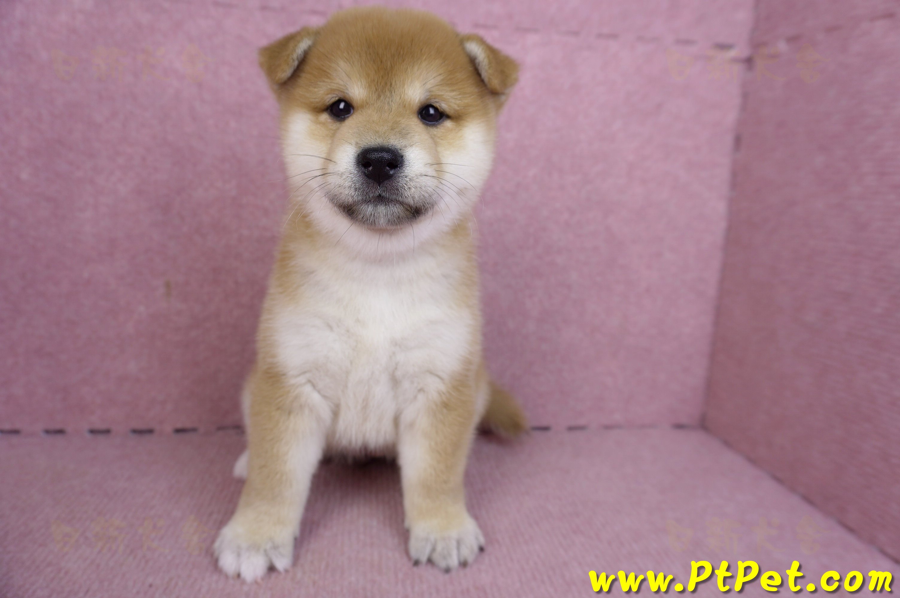 01/16赤色柴犬母幼犬