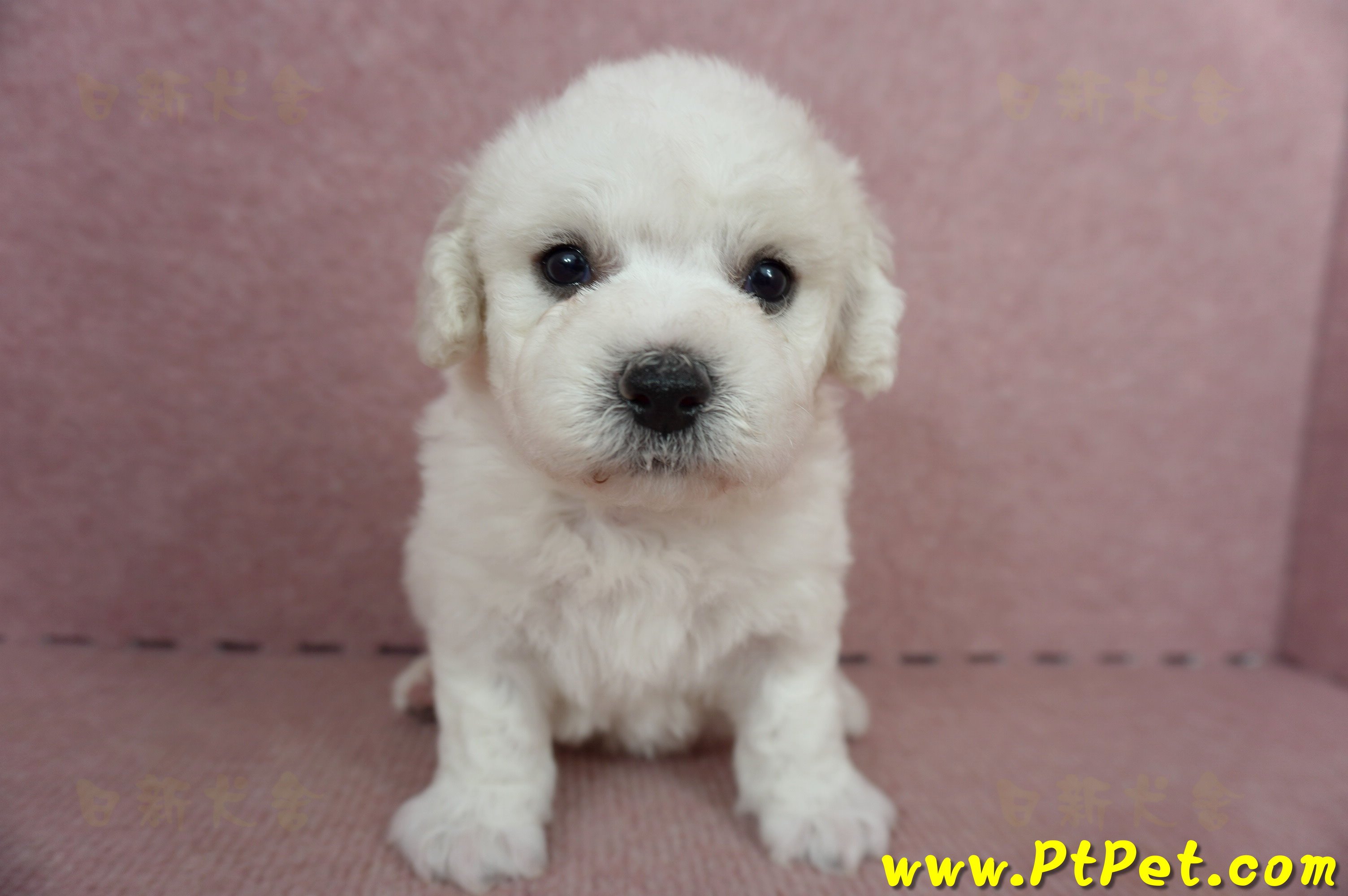 05/22比熊犬公幼犬3號(屏東鹽埔)